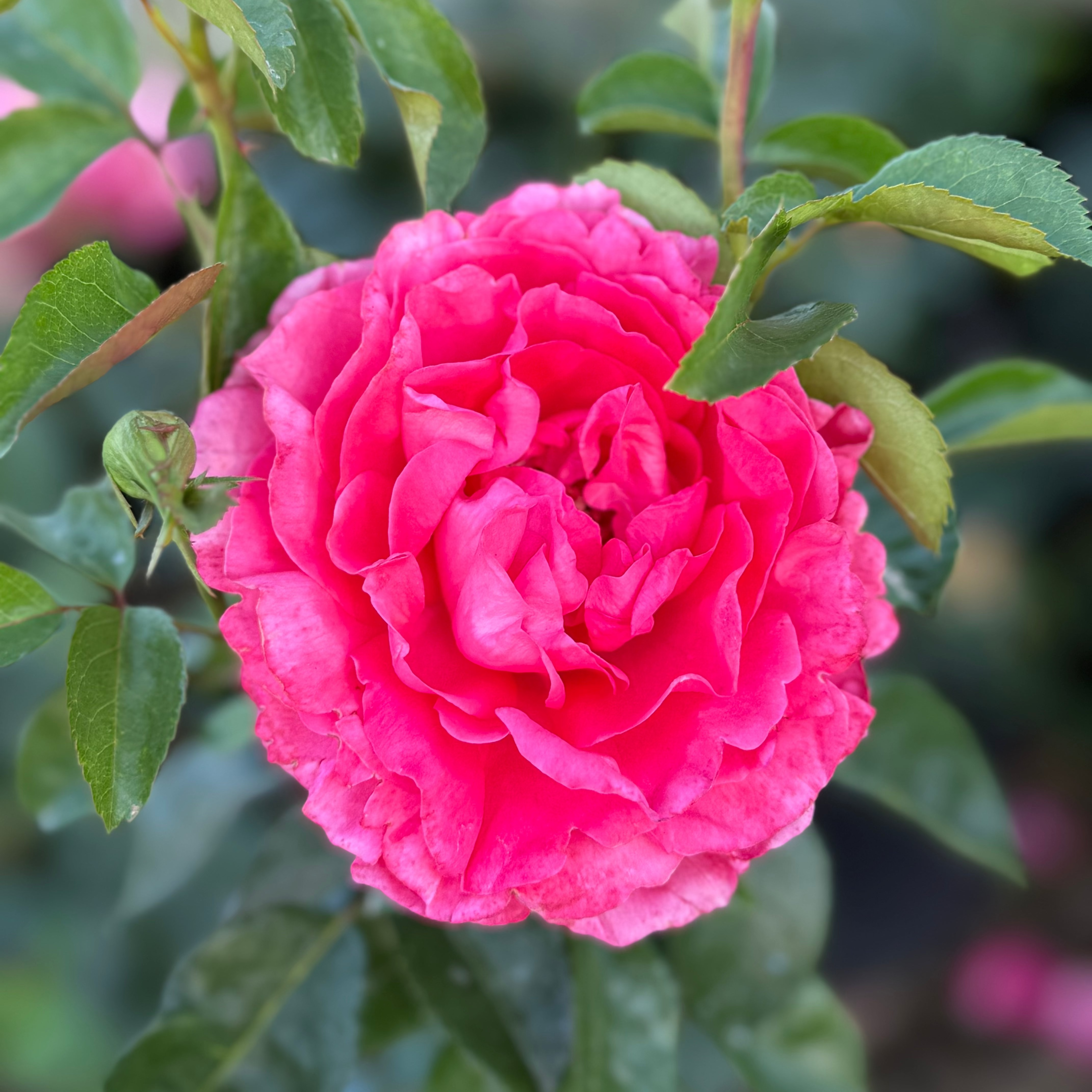 Eleganza® Fiji™  Potted Rose Bush