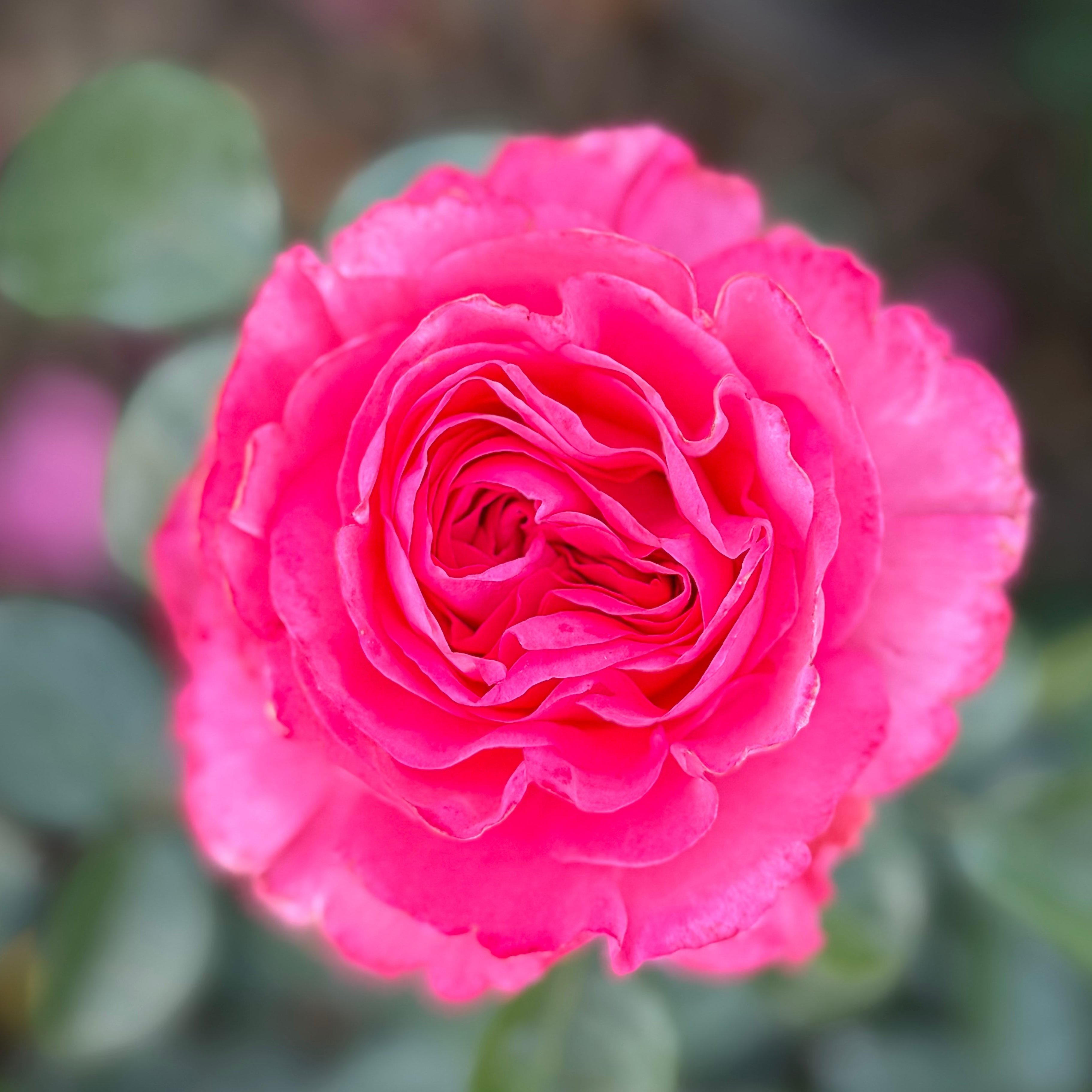 Eleganza® Fiji™  Potted Rose Bush