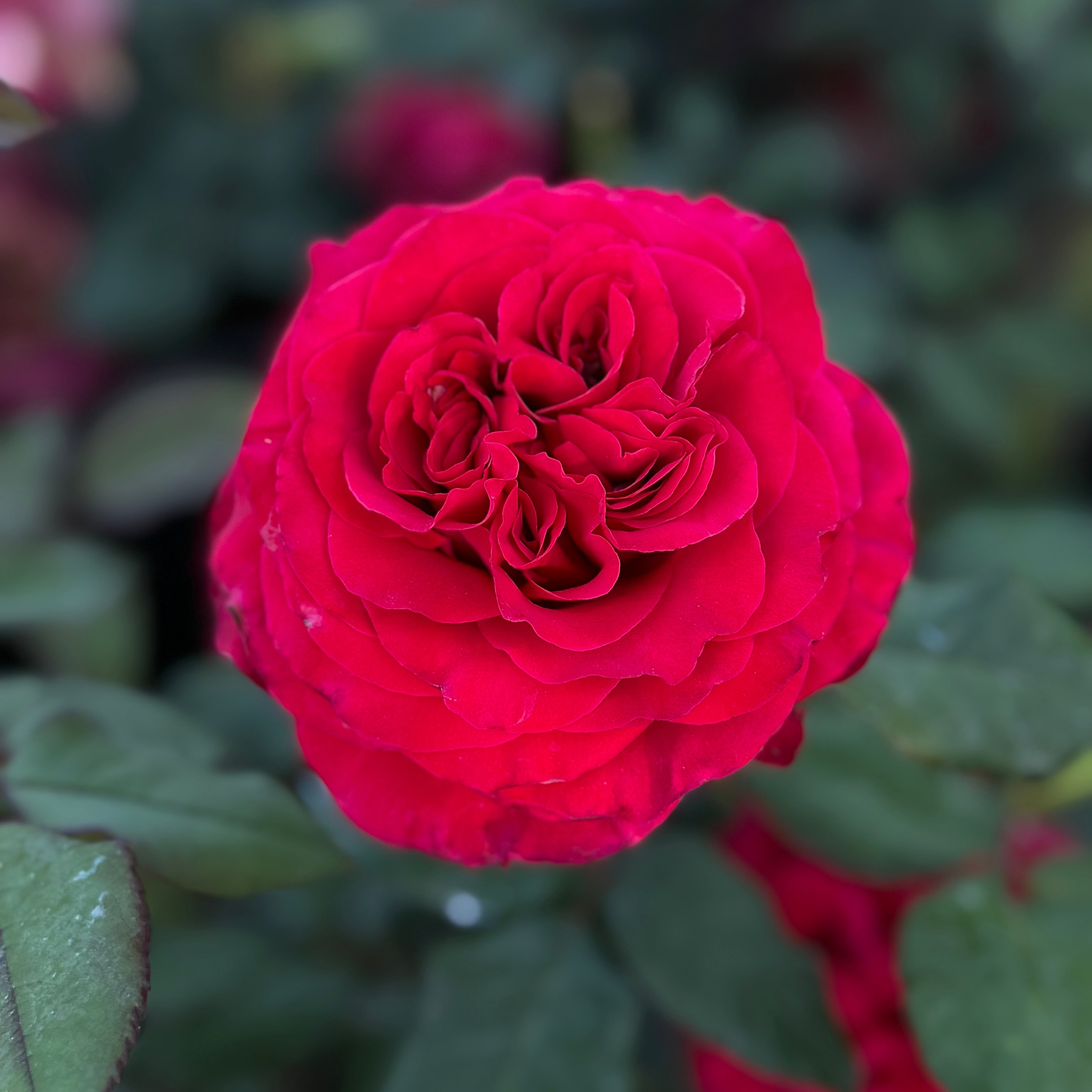 Beloved Potted Rose Bush