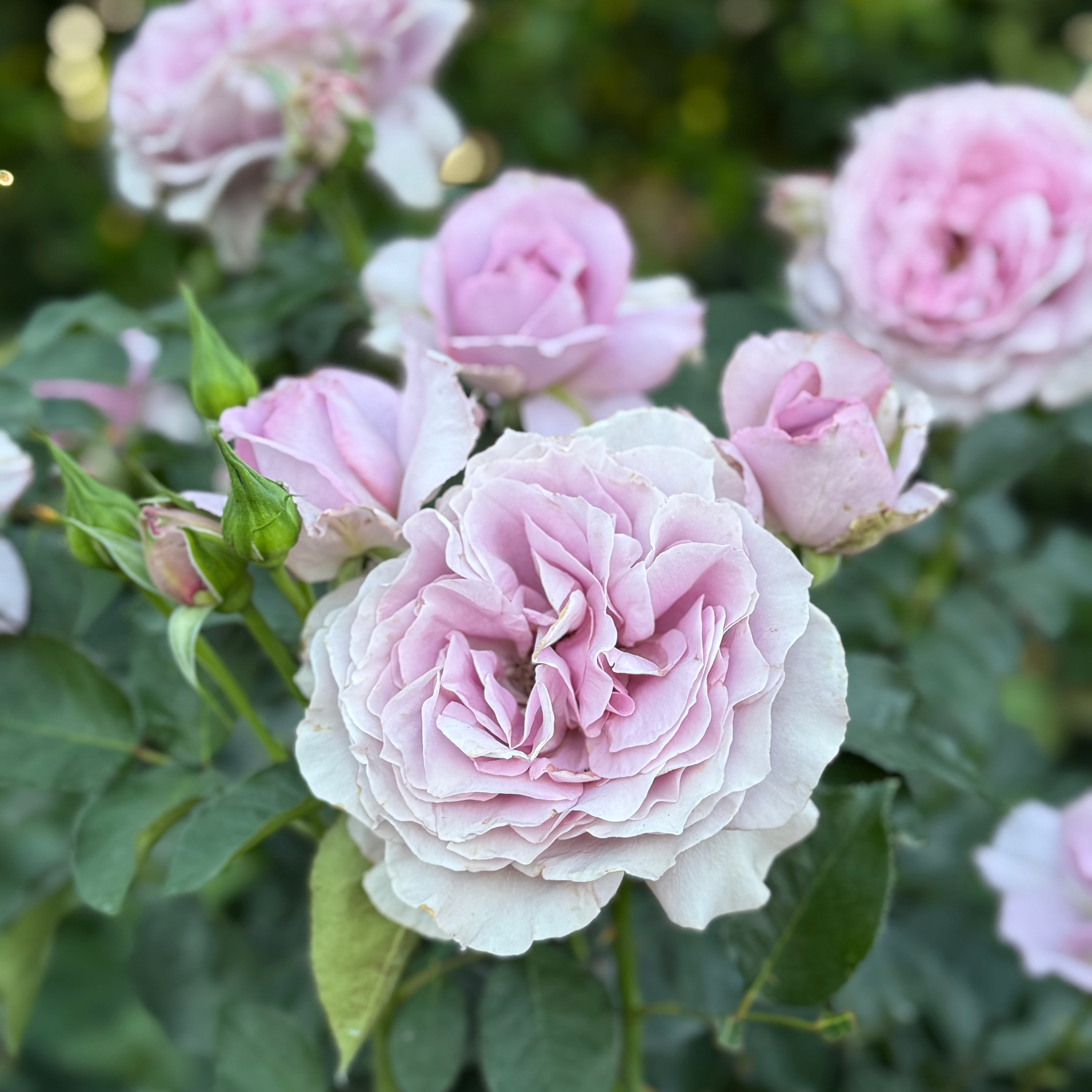 Love Song™ Potted Rose Bush