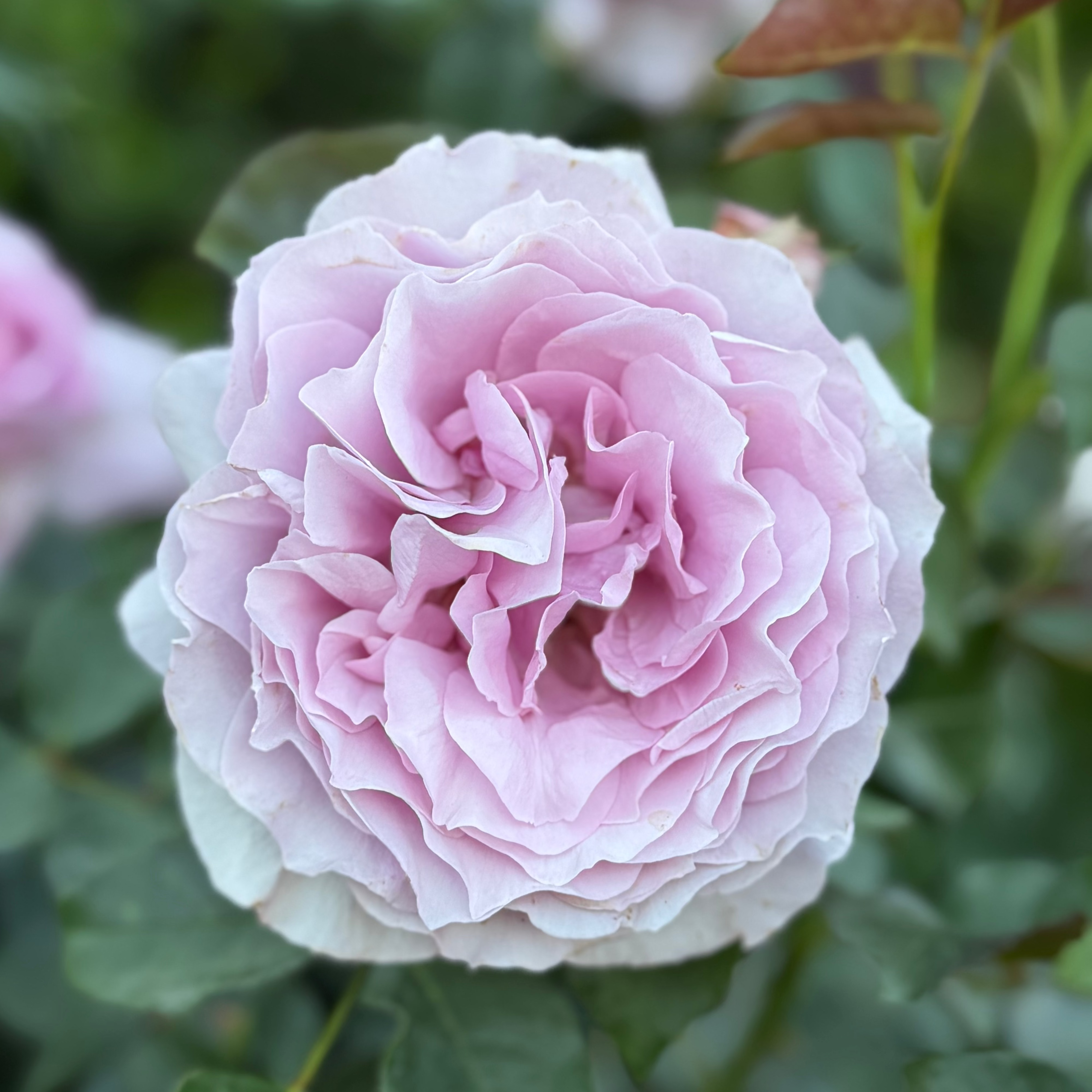Love Song™ Potted Rose Bush