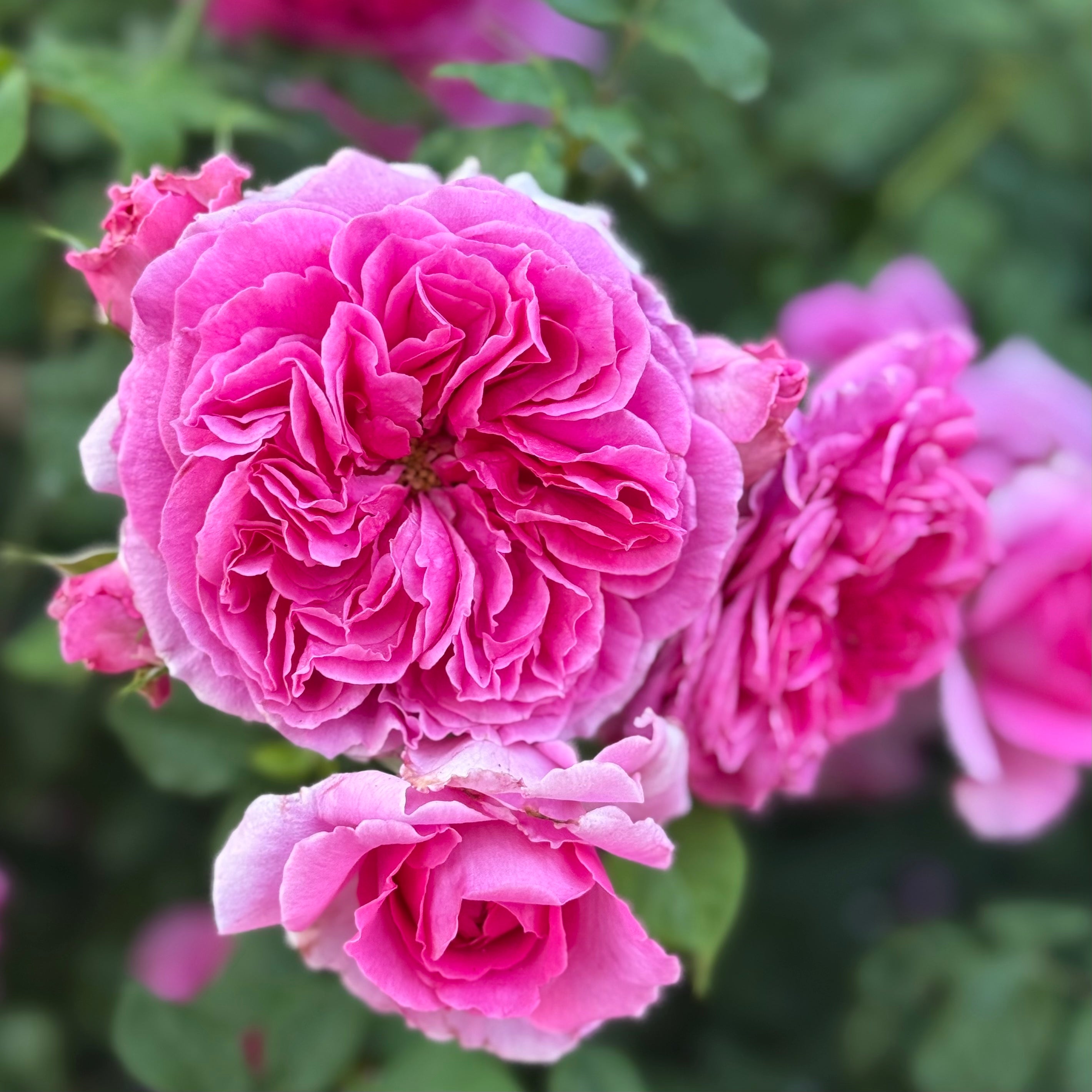David Austin® Young Lycidas® Potted Rose Bush