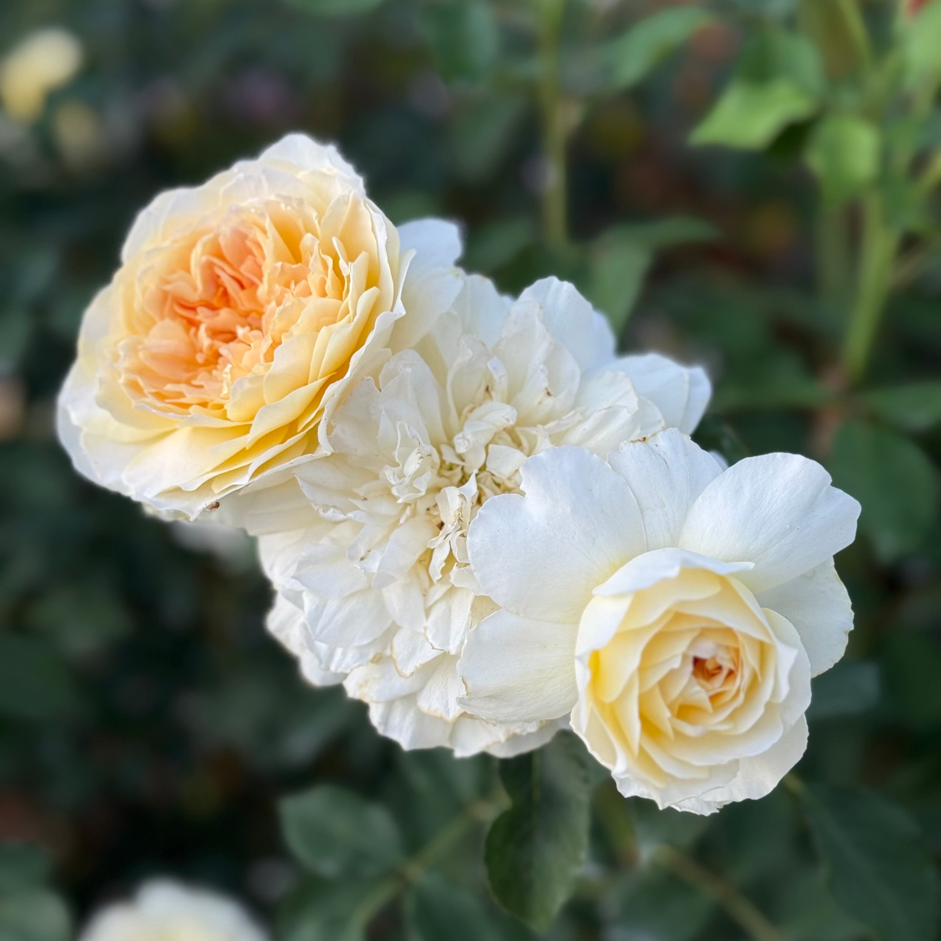 David Austin® Molineux® Potted Rose Bush