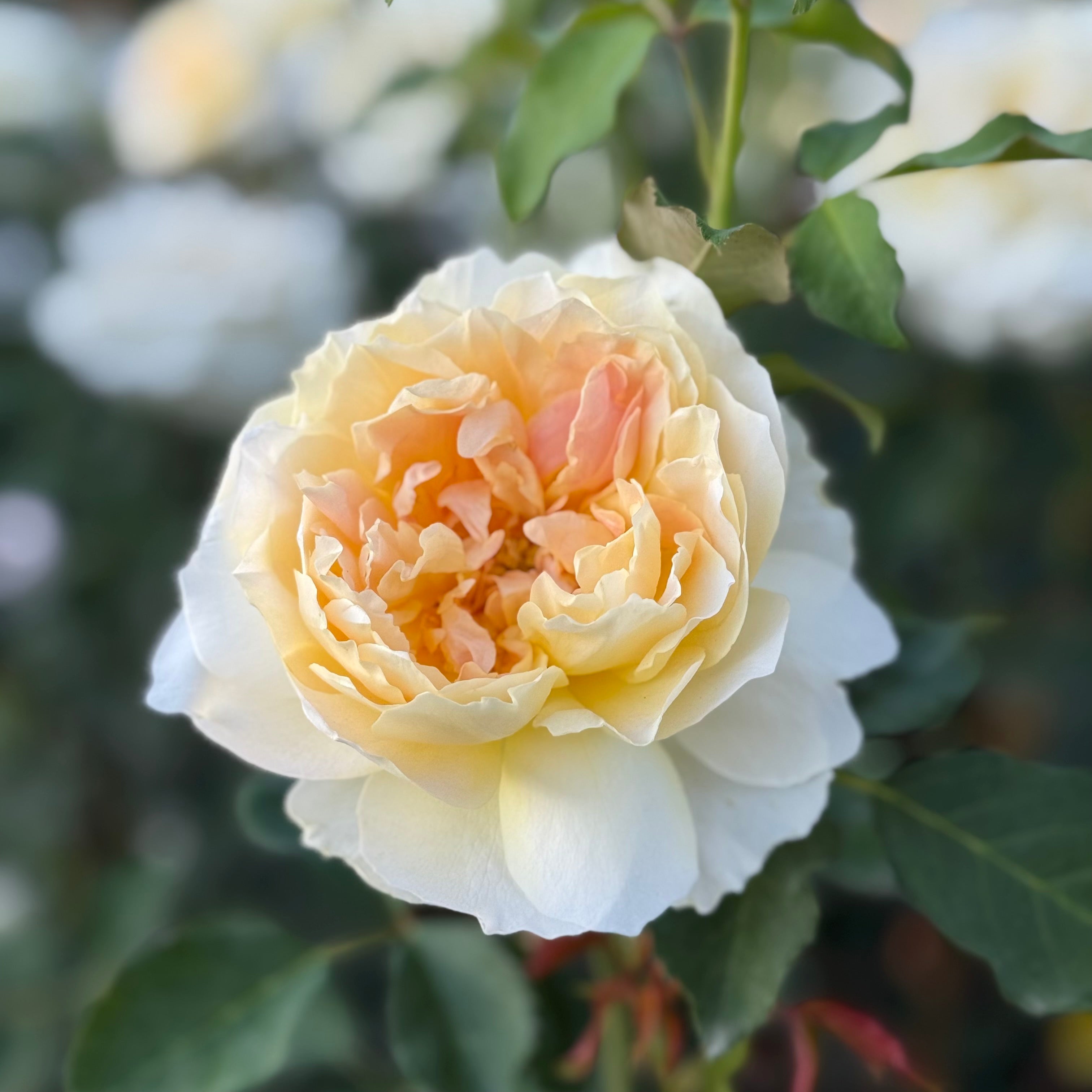 David Austin® Molineux® Potted Rose Bush