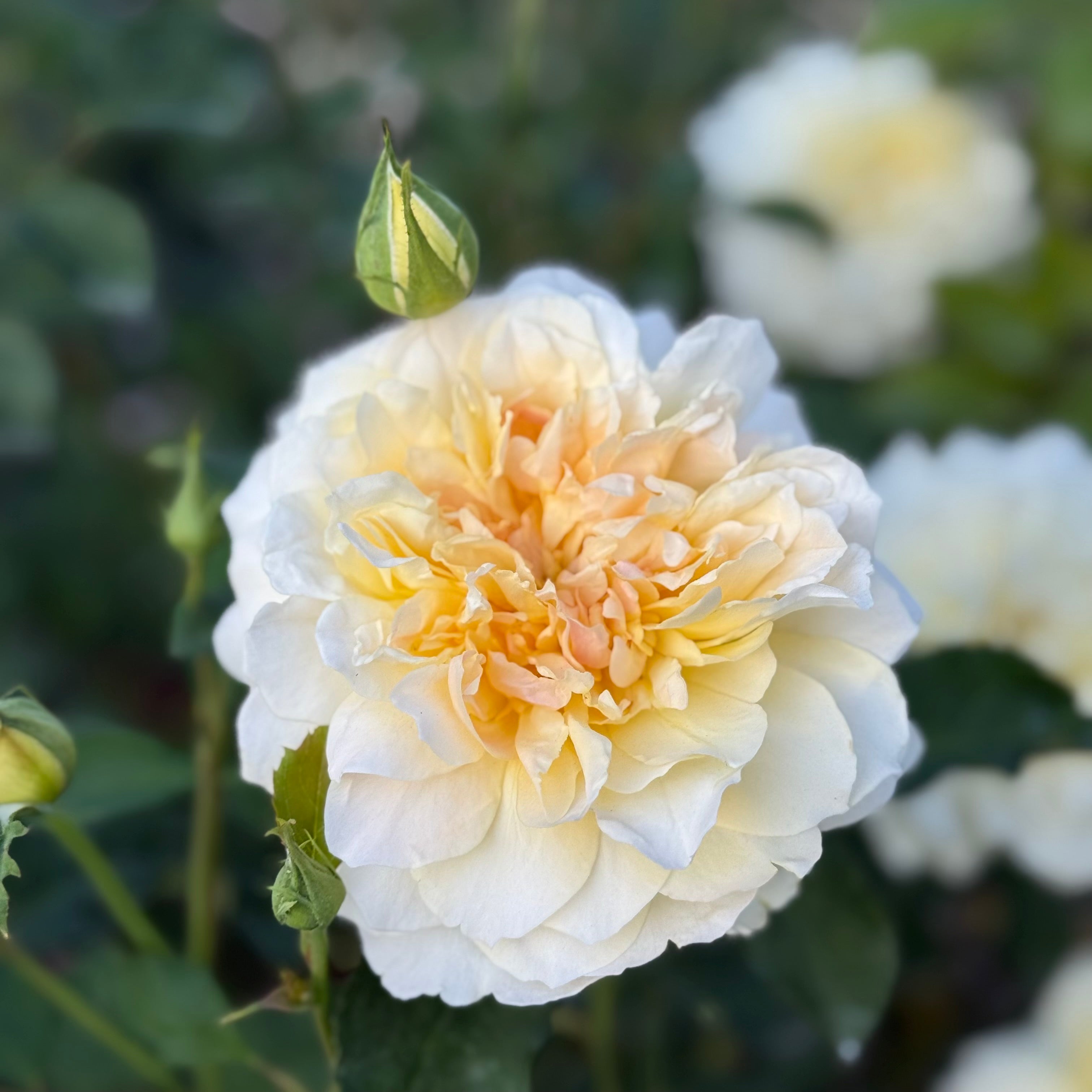 David Austin® Molineux® Potted Rose Bush