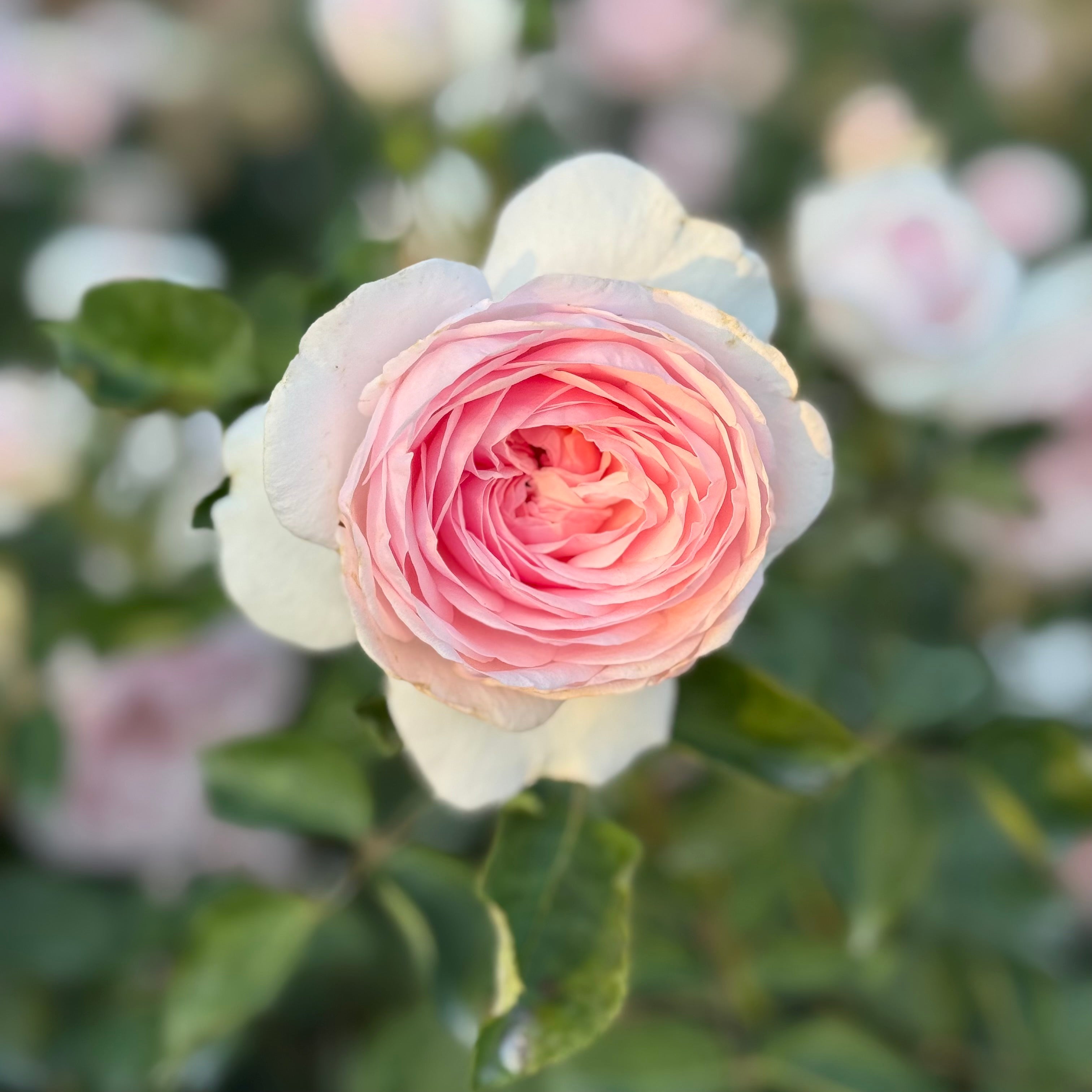 David Austin® Olivia Rose Austin™ Potted Rose Bush