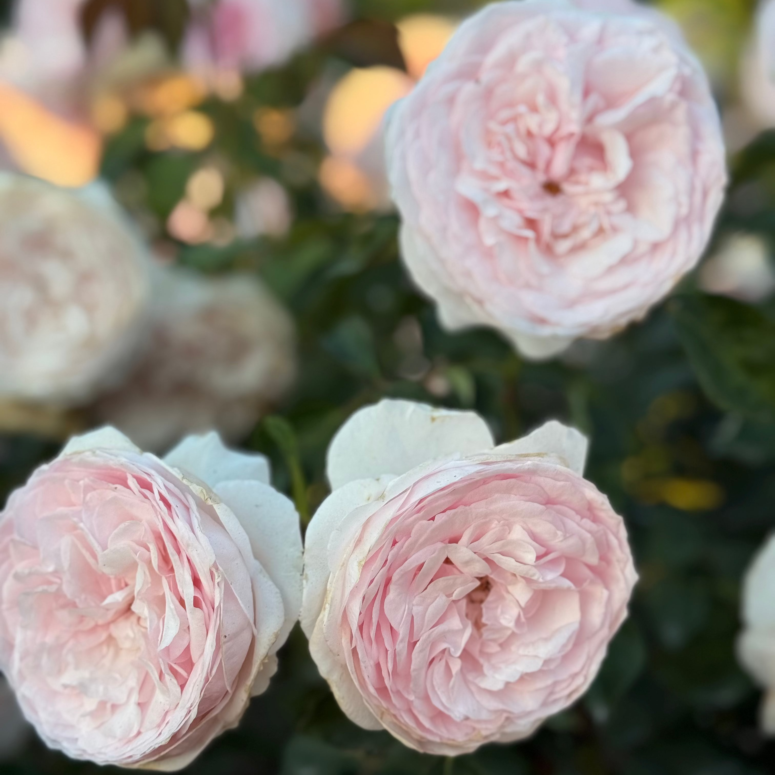 David Austin® Olivia Rose Austin™ Potted Tree Rose