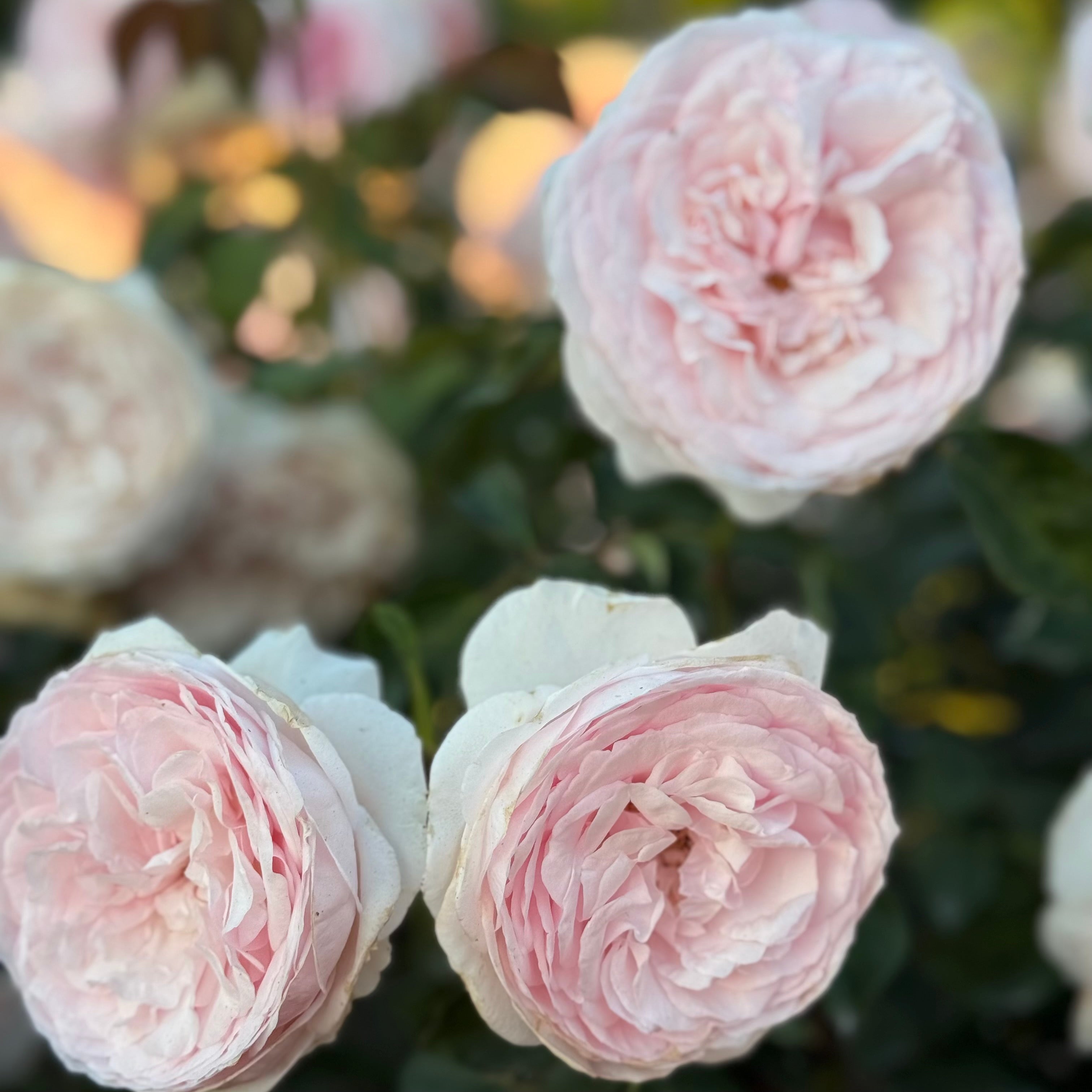 David Austin® Olivia Rose Austin™ Potted Rose Bush