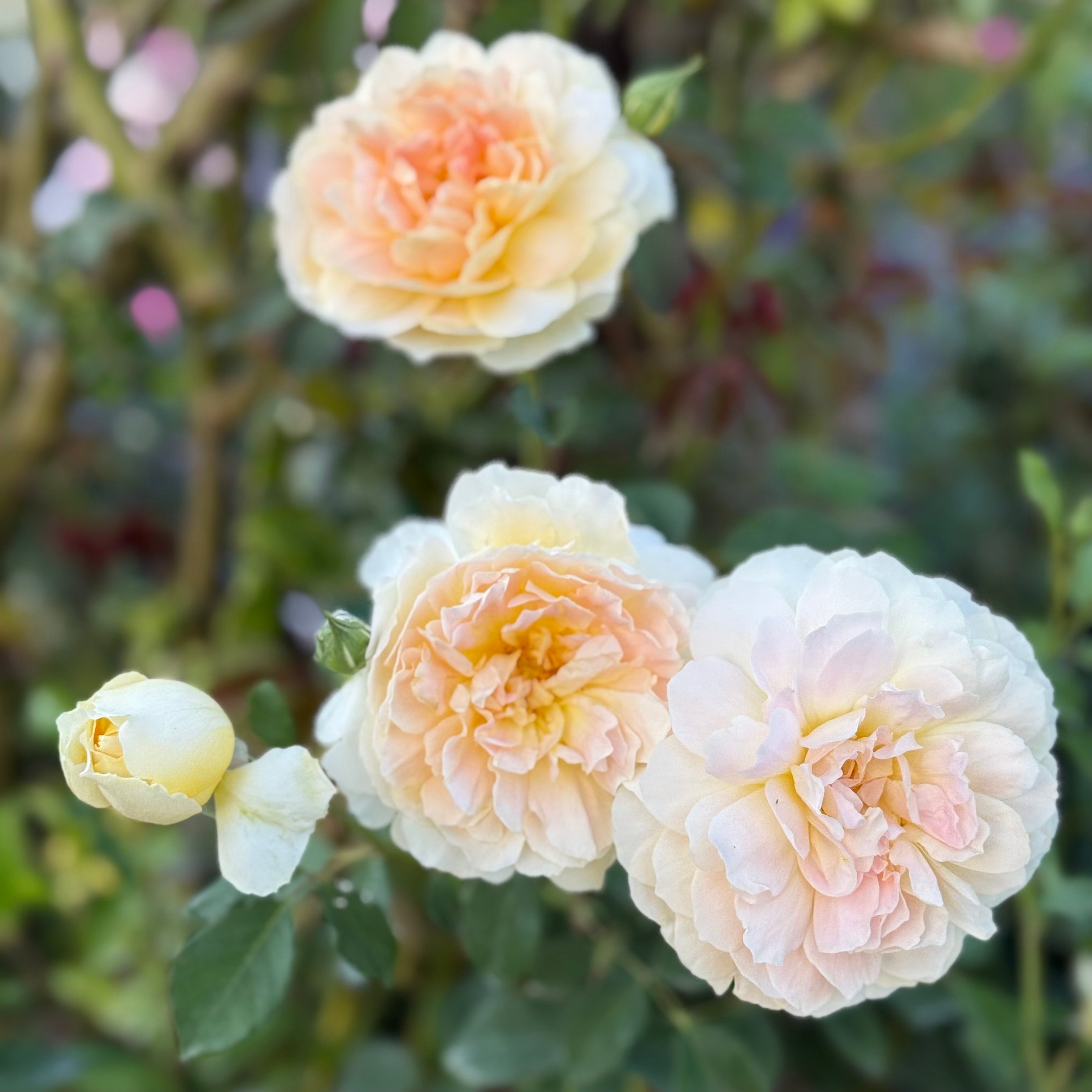 David Austin® Molineux® Potted Rose Bush