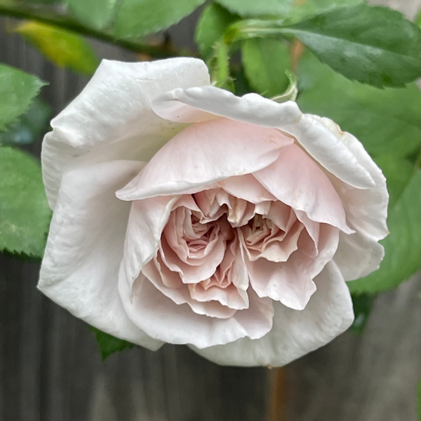 Ash Wednesday Potted Climbing Rose