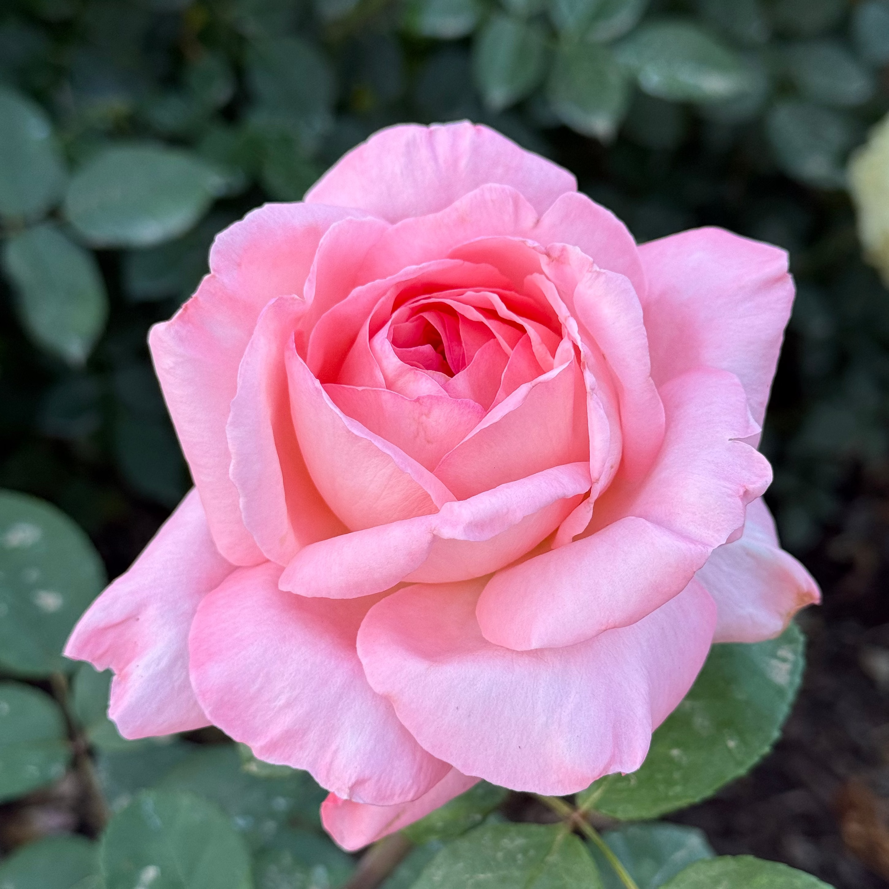 Liv Tyler® Potted Rose Bush
