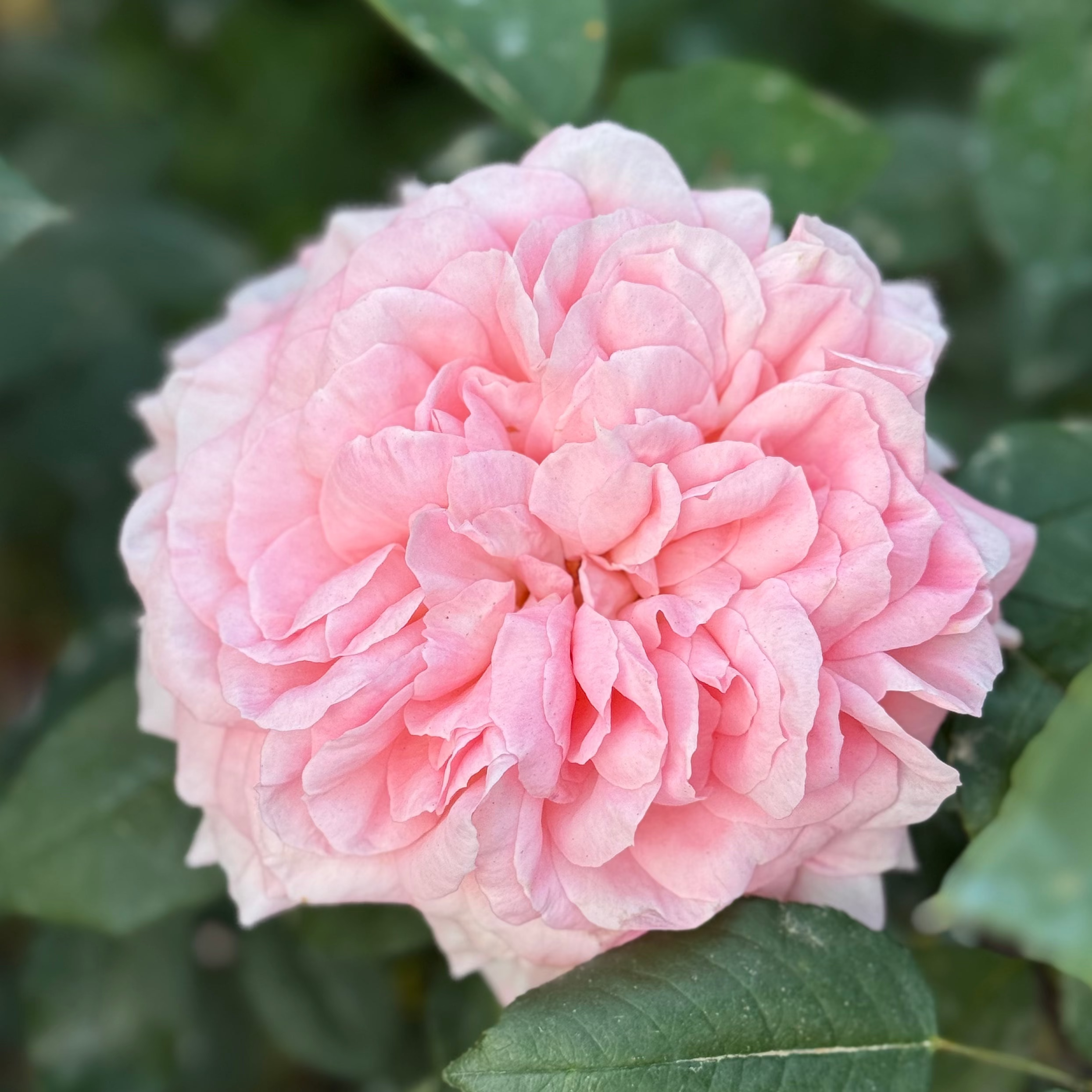 Liv Tyler® Potted Rose Bush