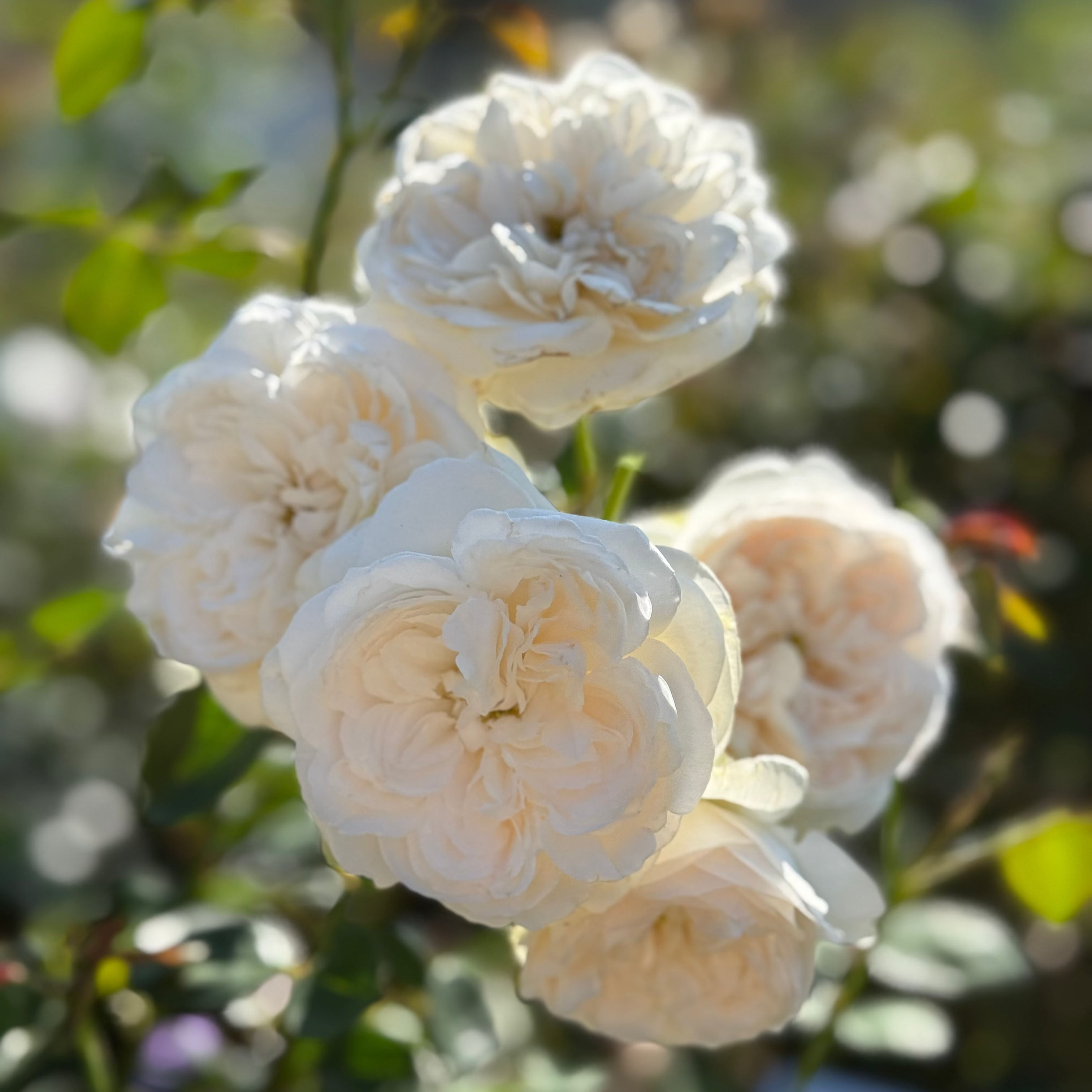 A close-up of five cream-colored double florist roses with layered petals, set against a soft-focus background of green leaves and warm sunlight.