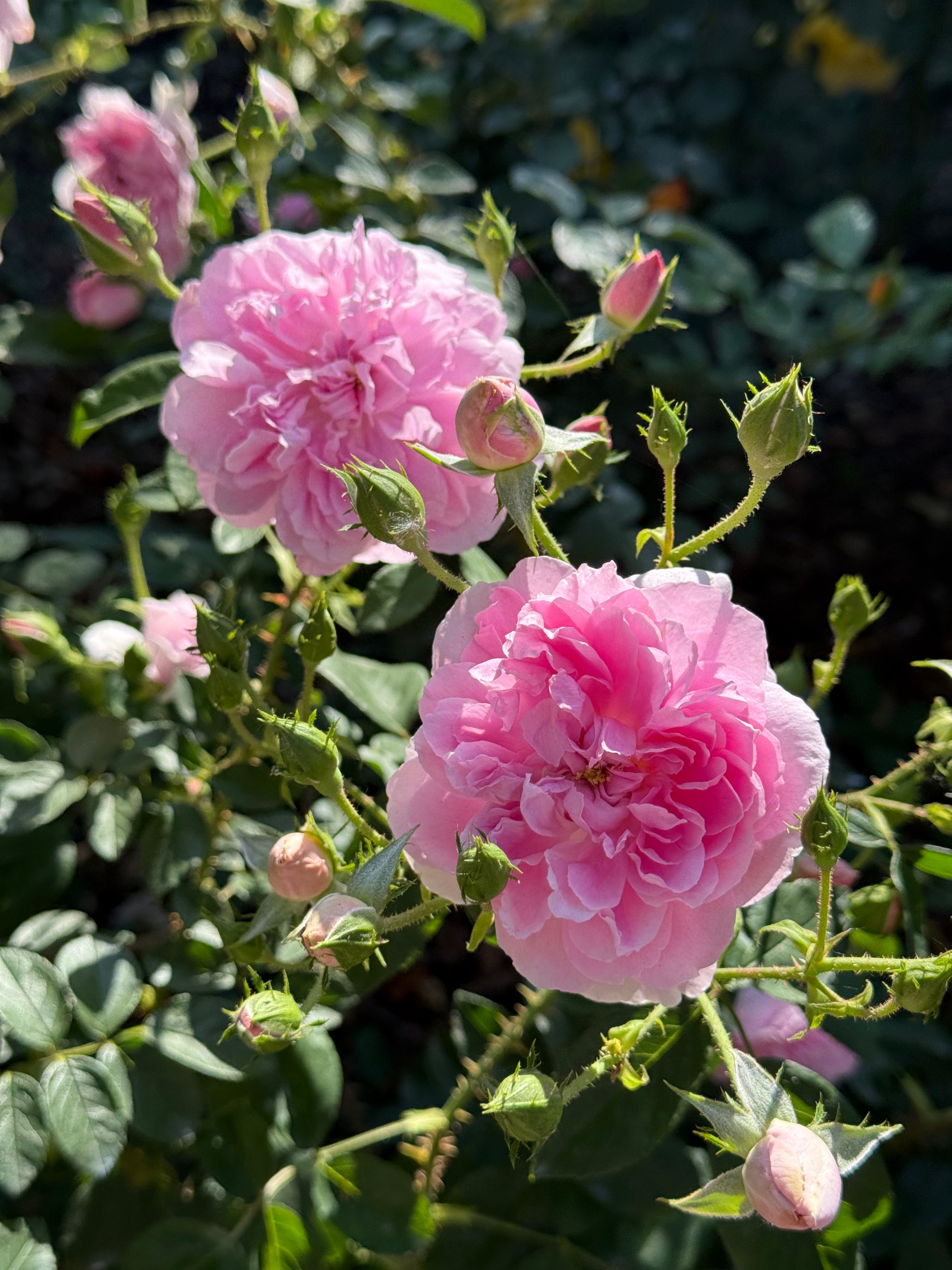 David Austin® Harlow Carr® Potted Rose Bush