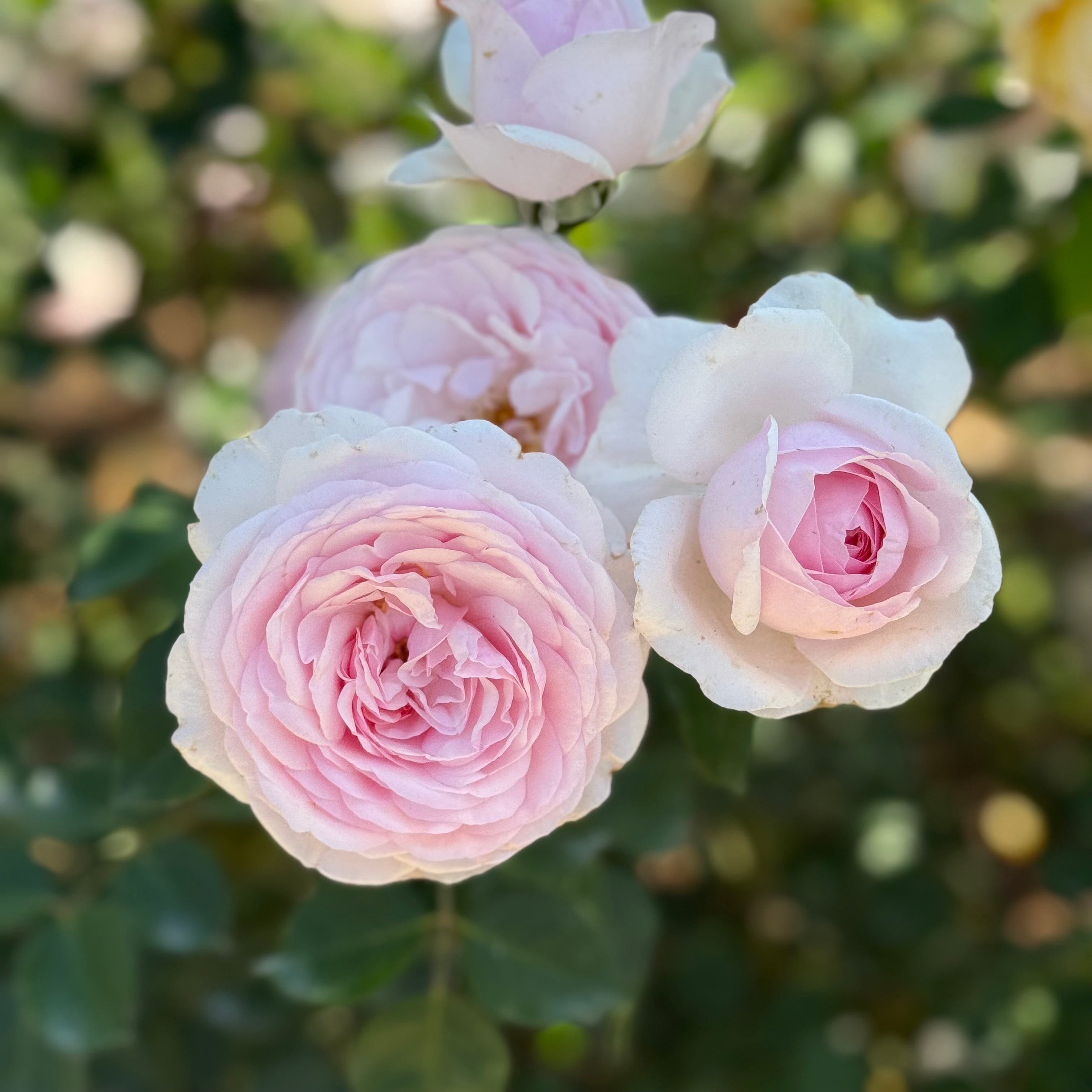 David Austin® Olivia Rose Austin™ Potted Rose Bush