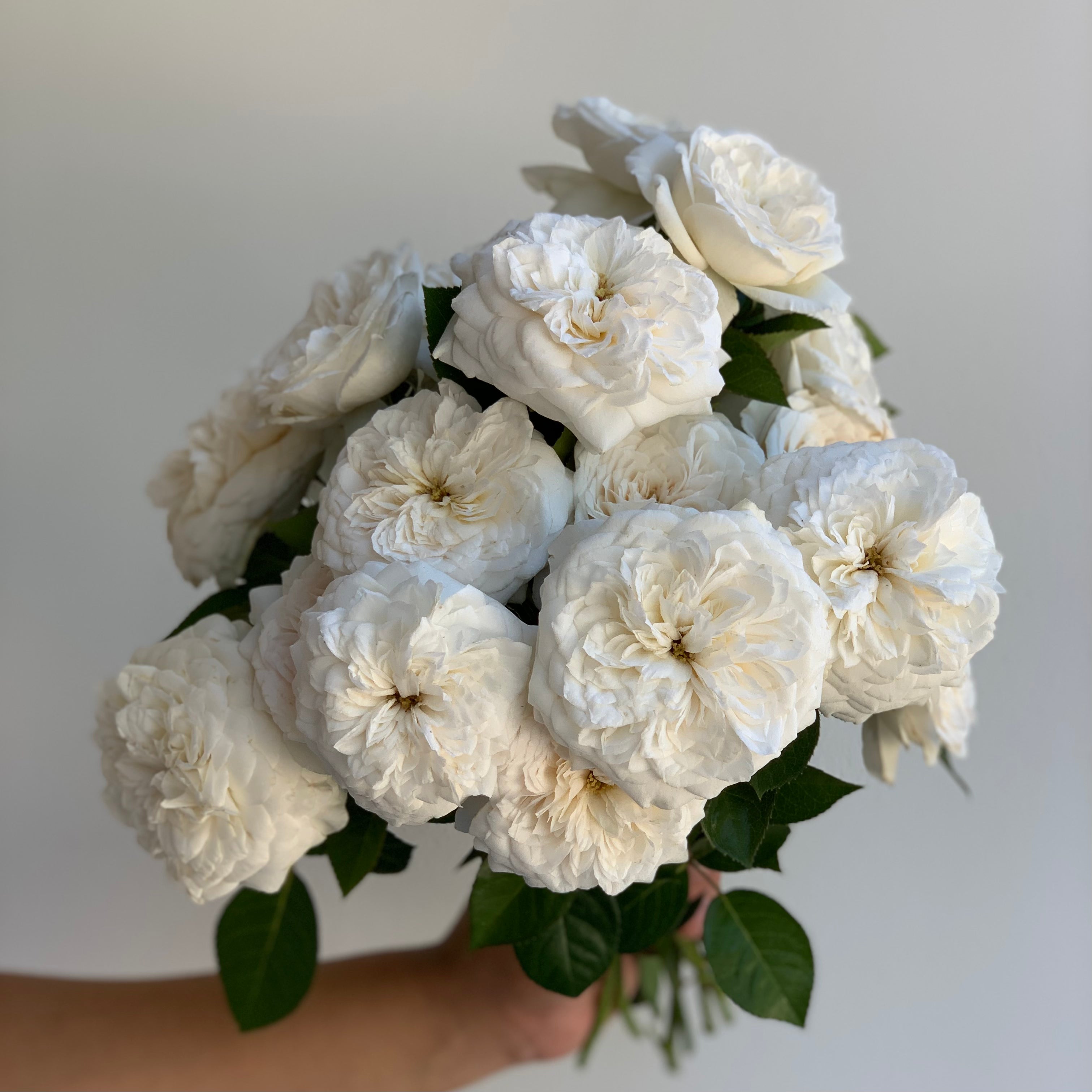 Pure Perfume Potted Rose Bush