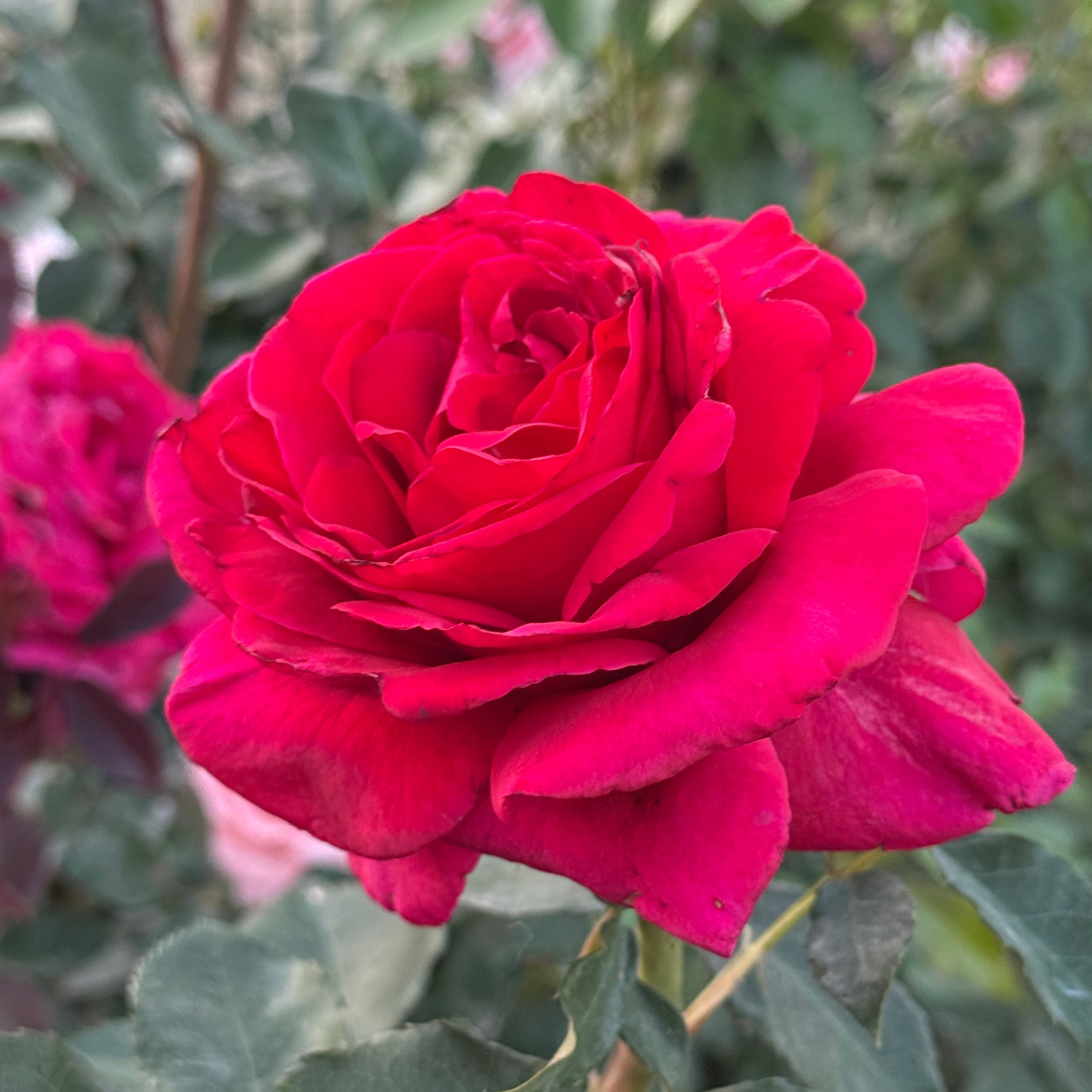 Firefighter® Potted Rose Bush