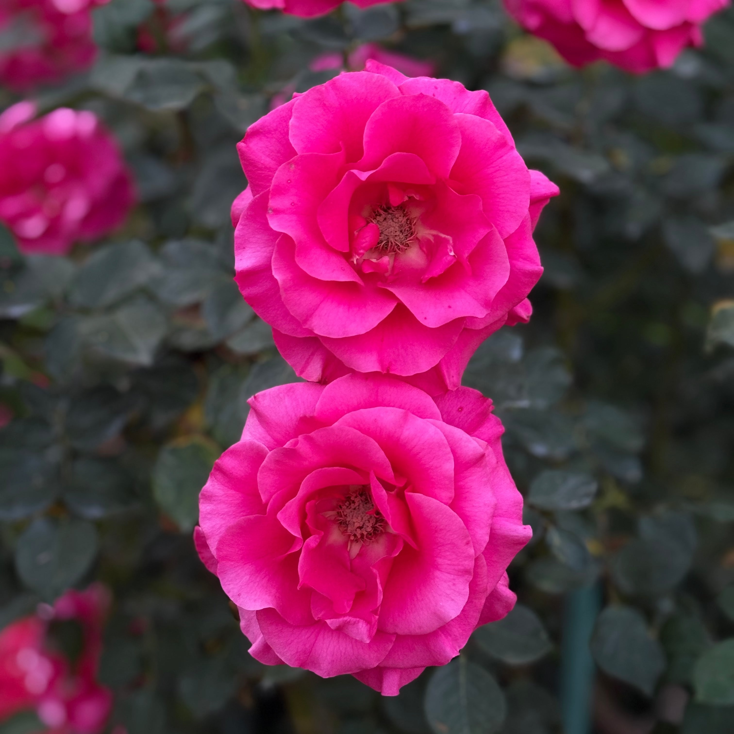 Fame!™ Potted Tree Rose