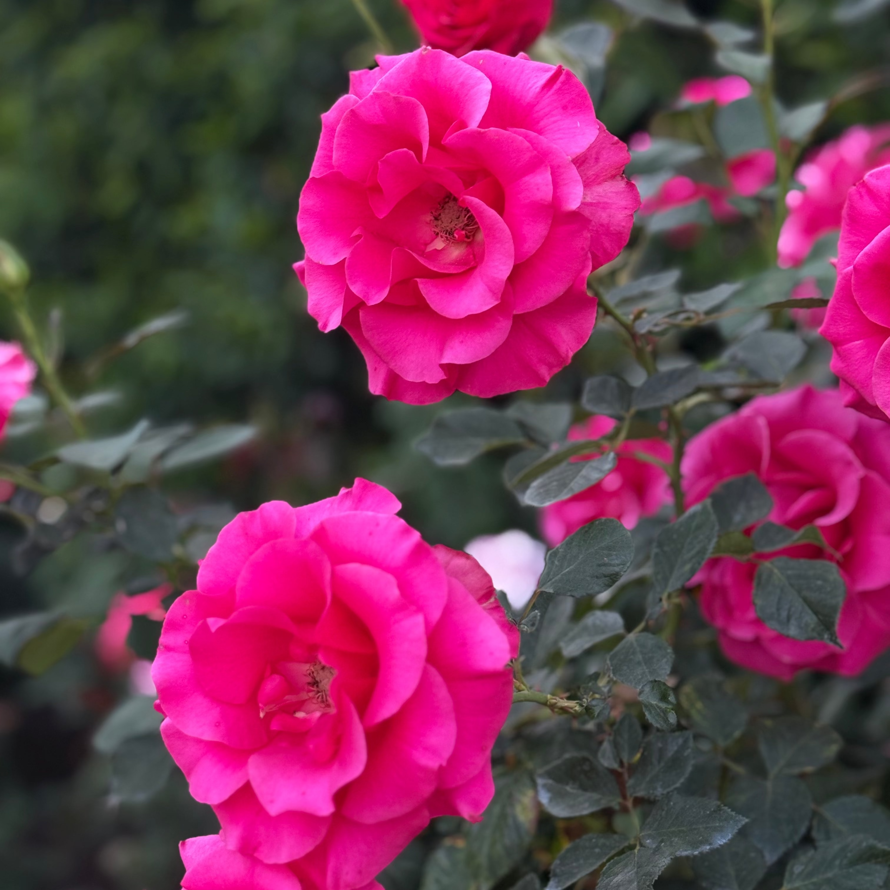 Fame!™ Potted Tree Rose