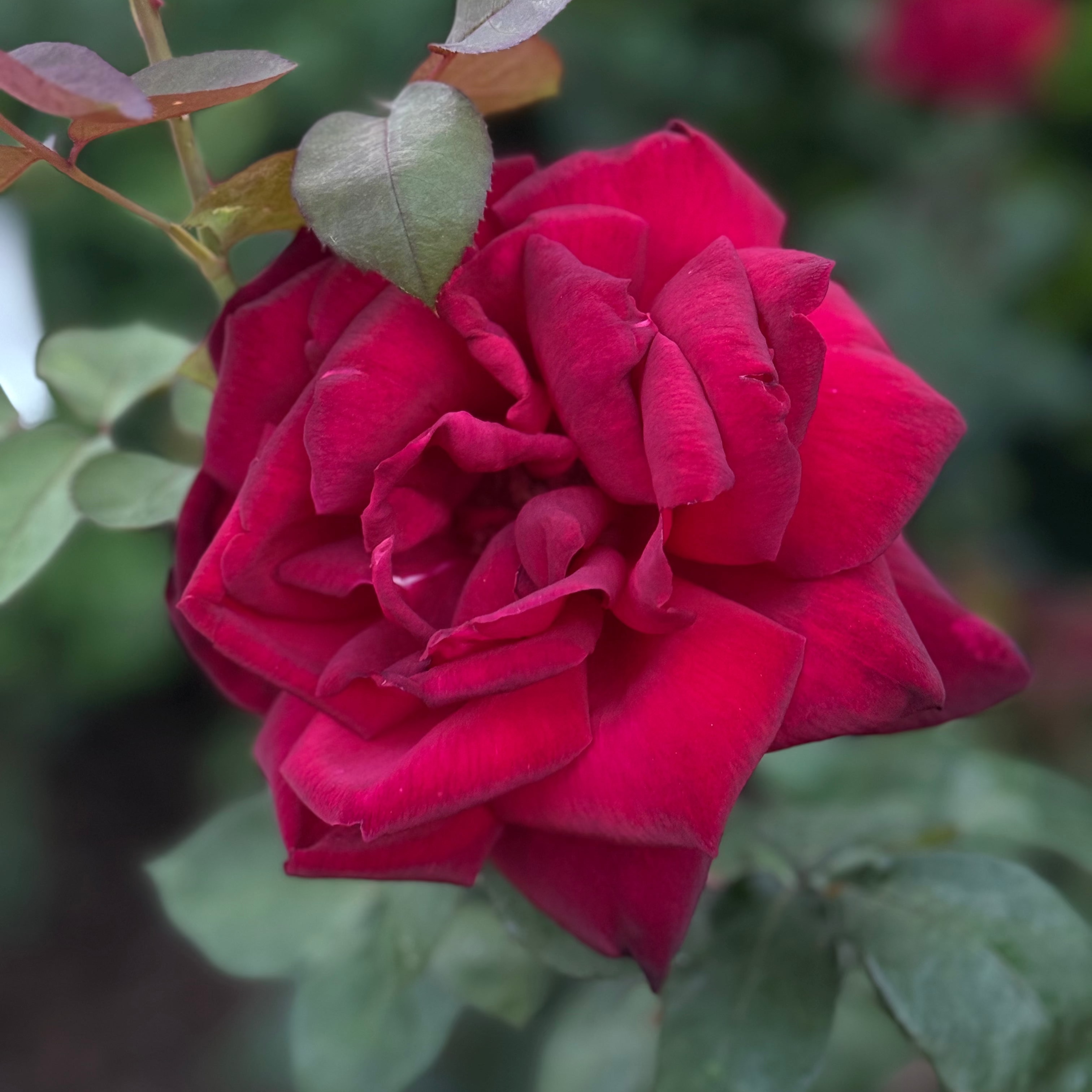 Oklahoma Potted Rose Bush
