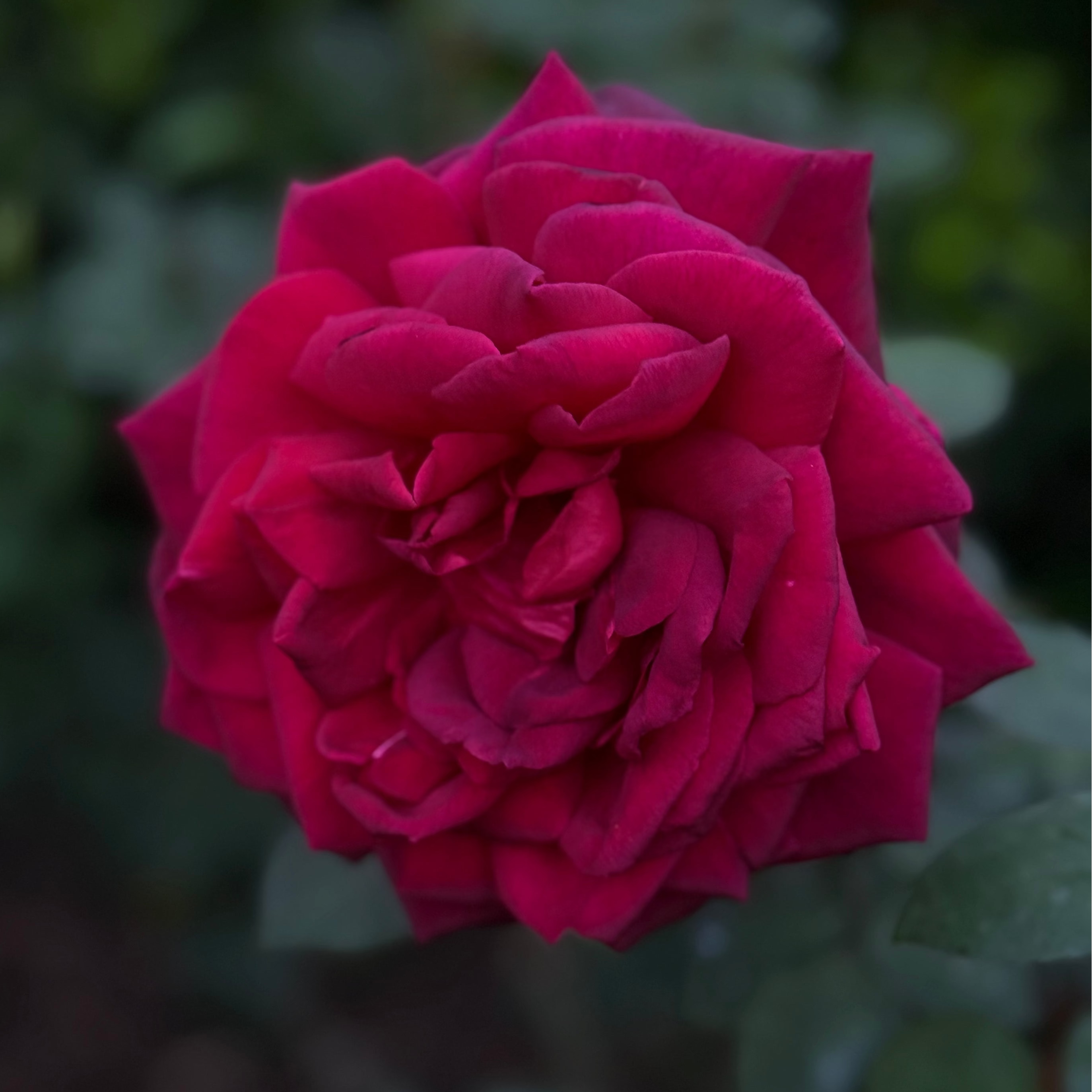 Oklahoma Potted Rose Bush