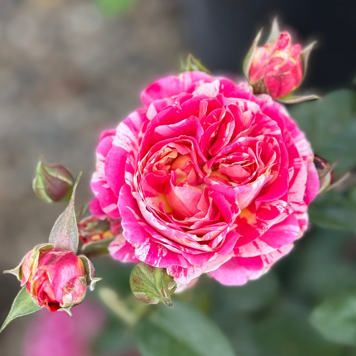 Winning Streak™ Bare Root Rose Bush