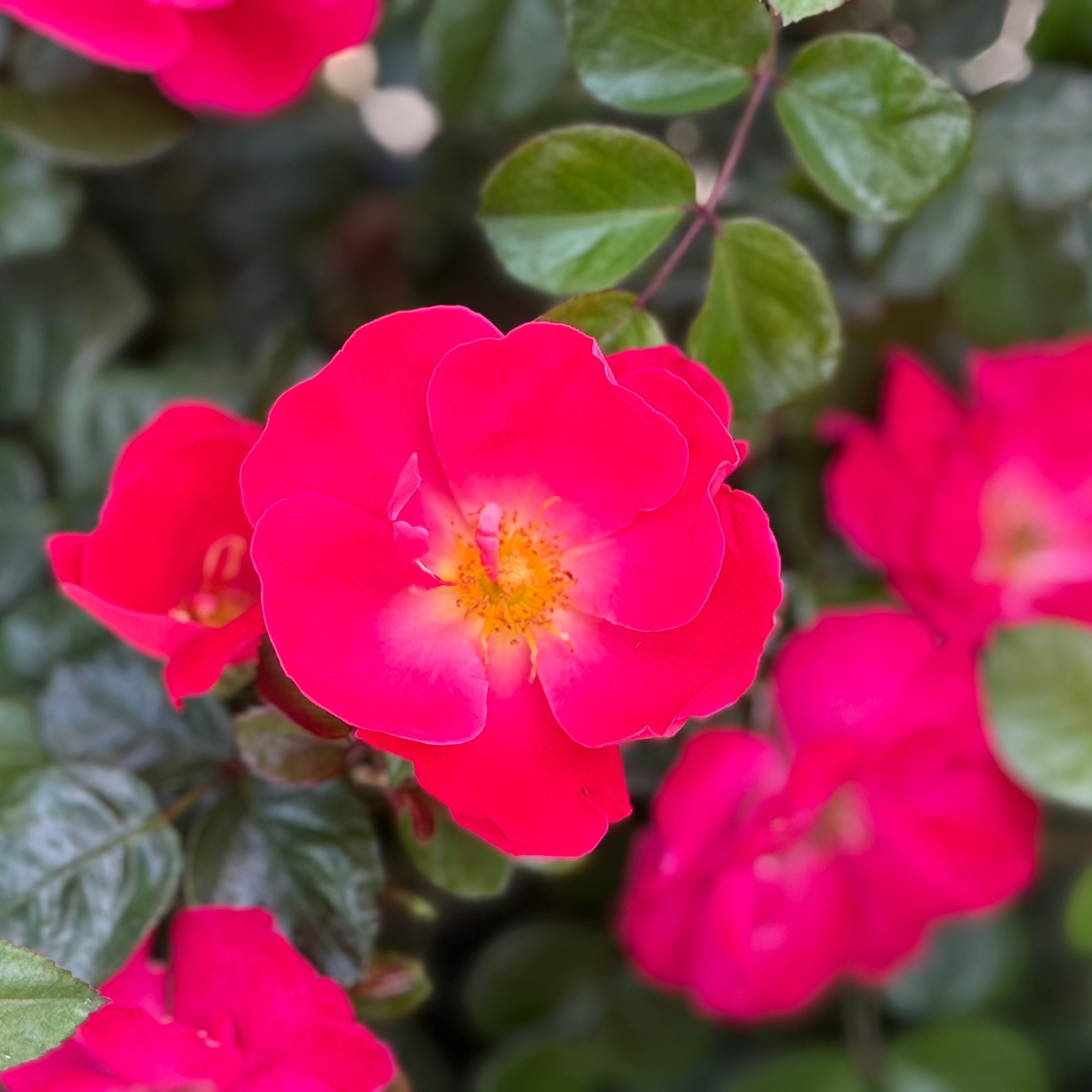 Brick House® Pink Potted Rose Bush