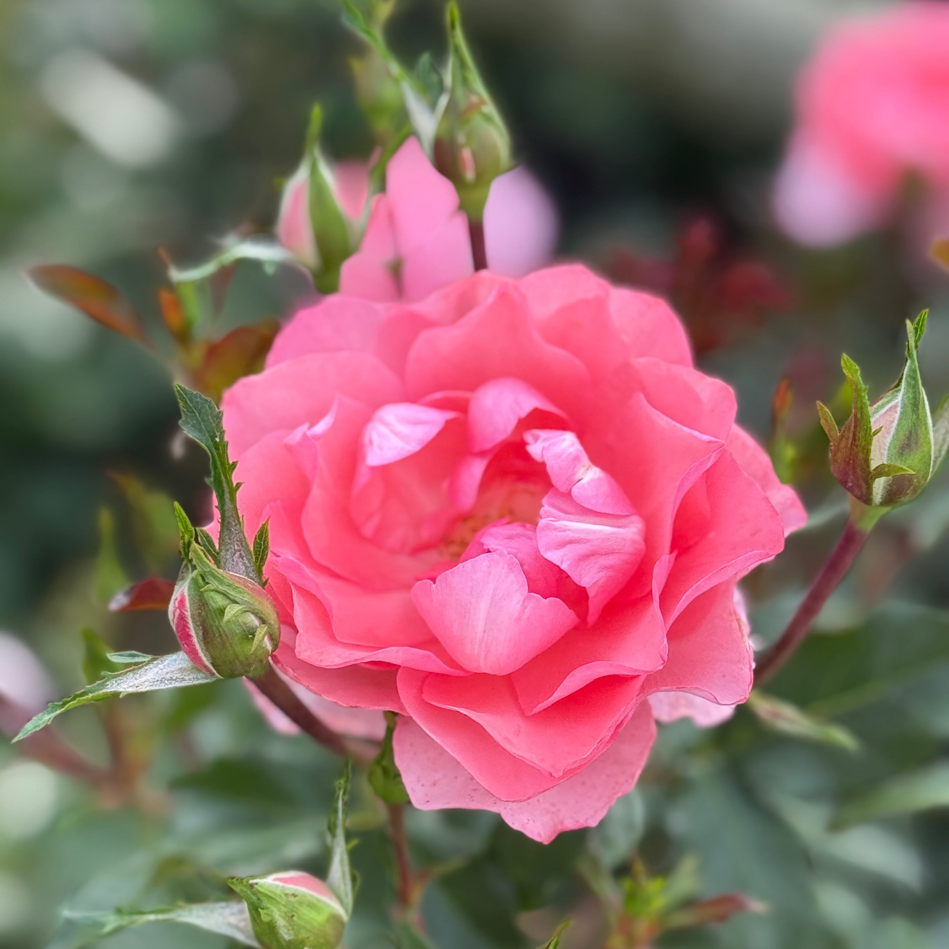 Passionate Kisses® Potted Tree Rose