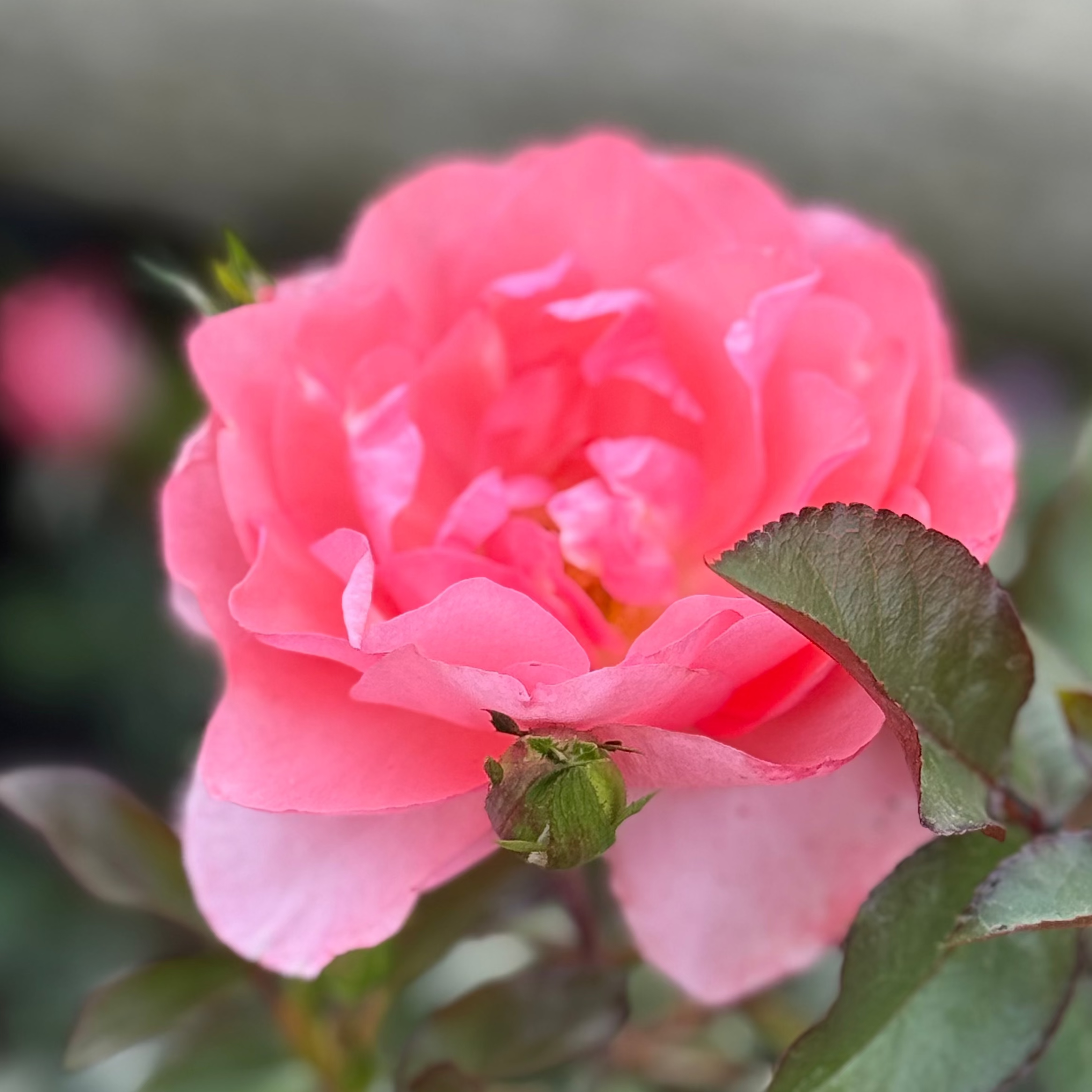 Passionate Kisses® Potted Tree Rose