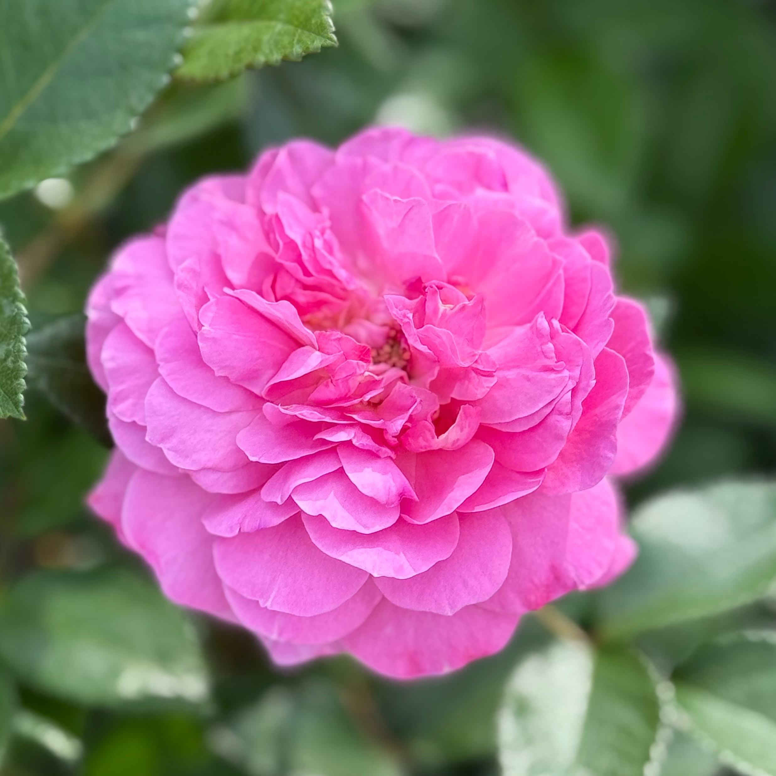 Orchid Romance™  Bare Root Rose Bush