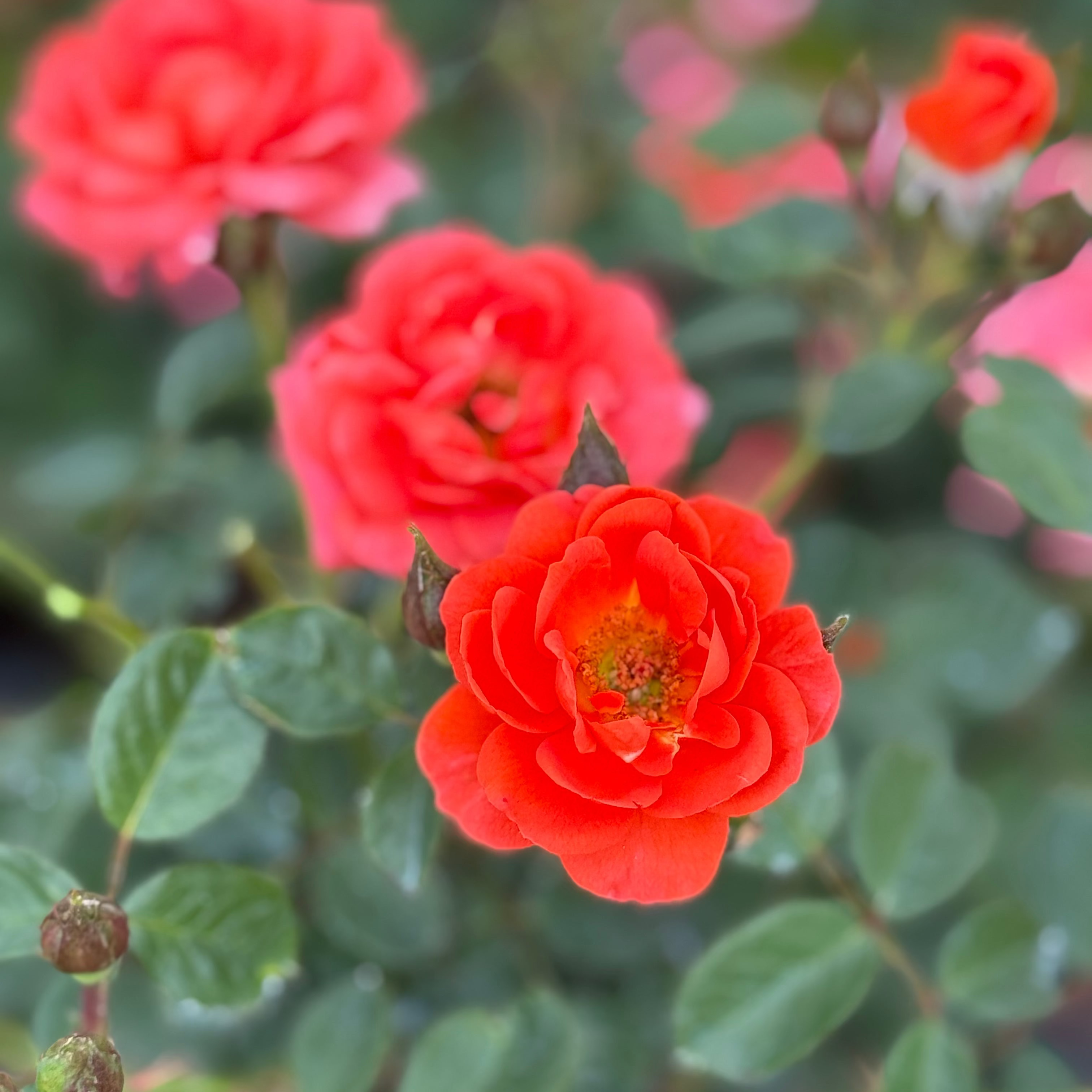 All a' Twitter Potted Rose Bush