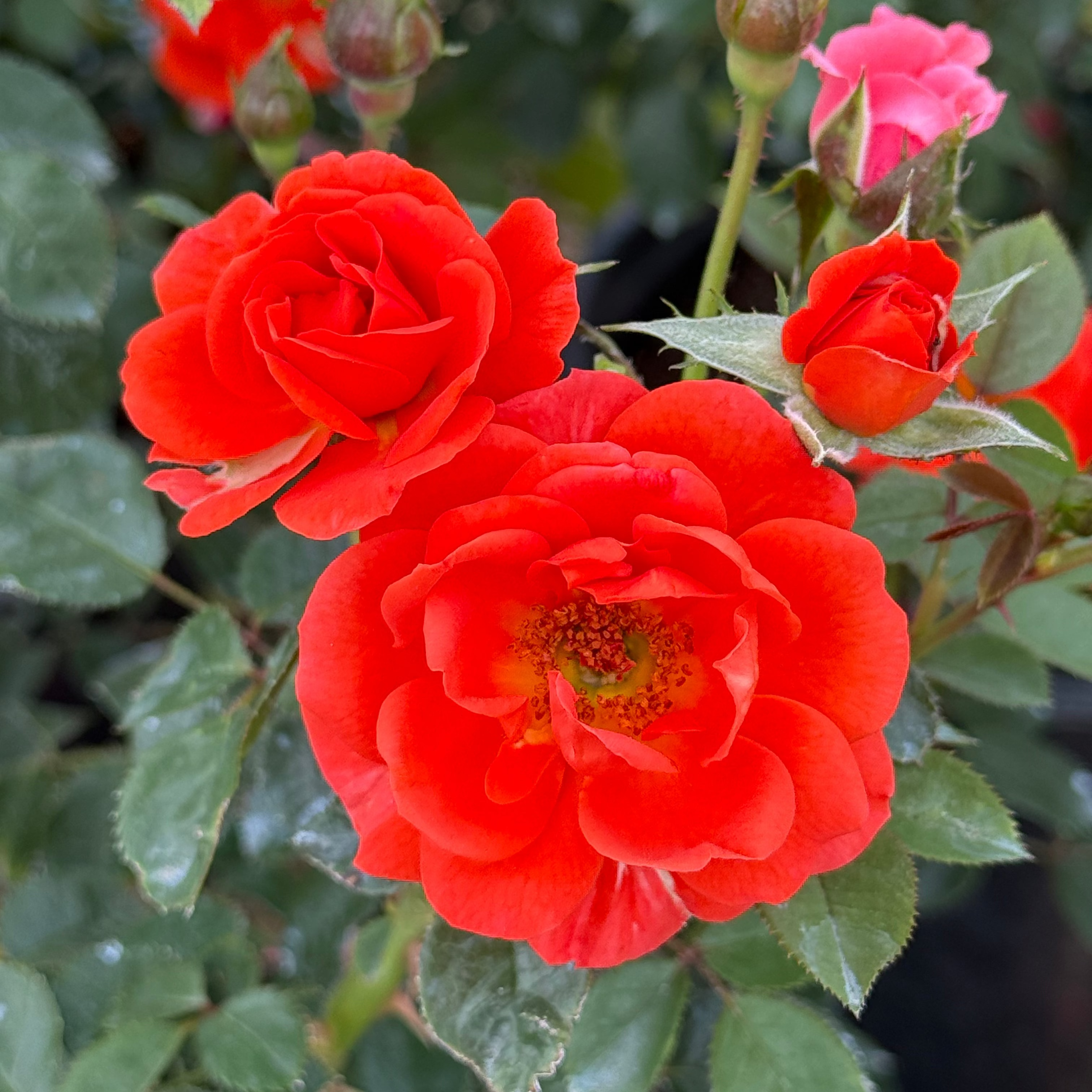 All a'Twitter™ Bare Root  Rose Bush