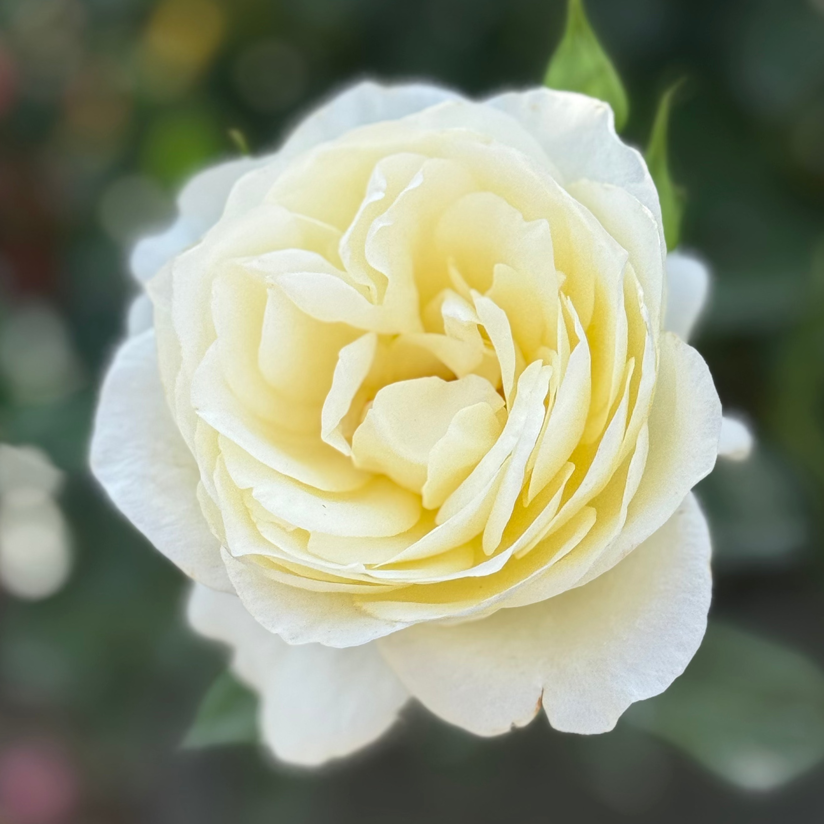 Moondance Potted Rose Bush