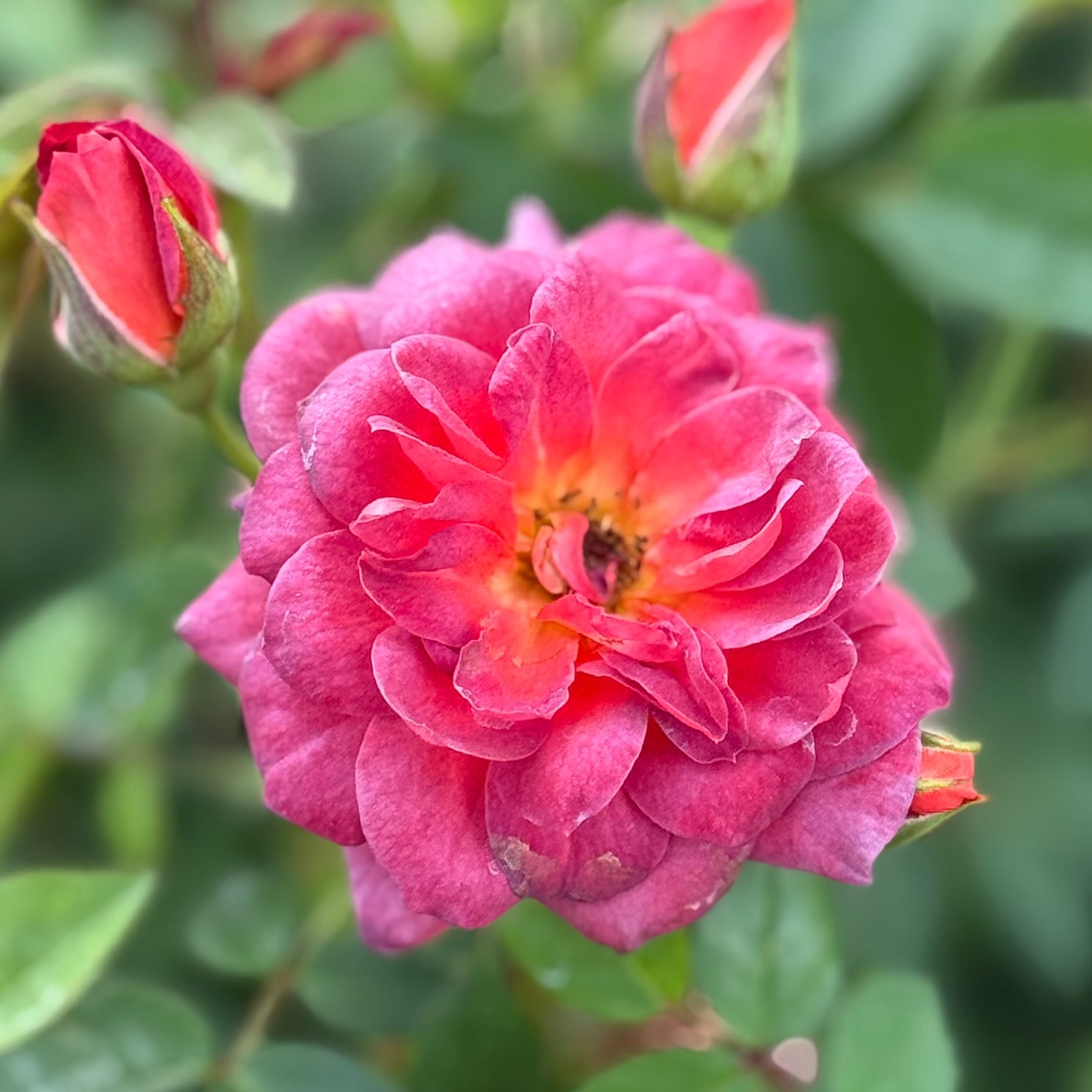 Midnight Fire™ Potted Rose Bush