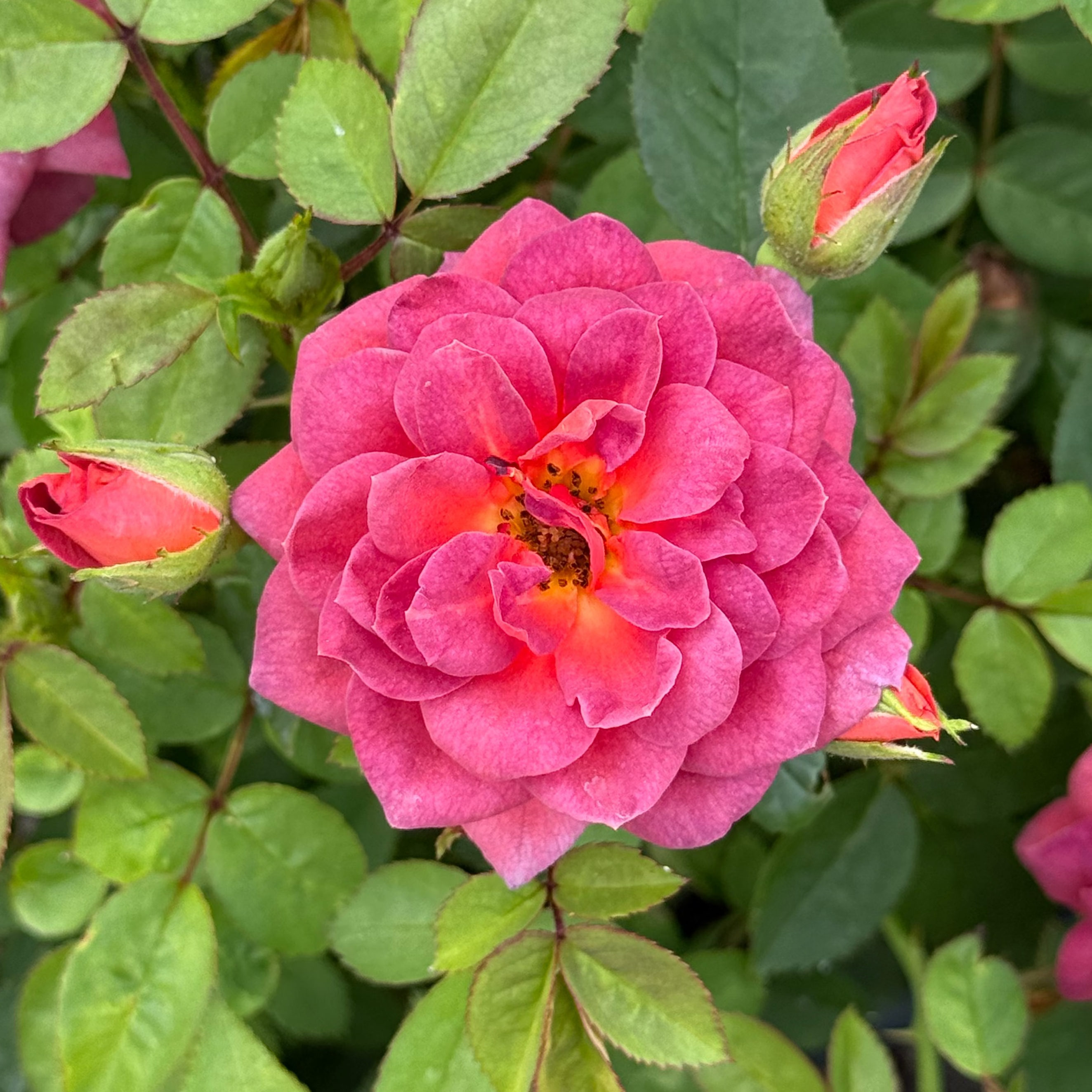 Midnight Fire™ Potted Rose Bush