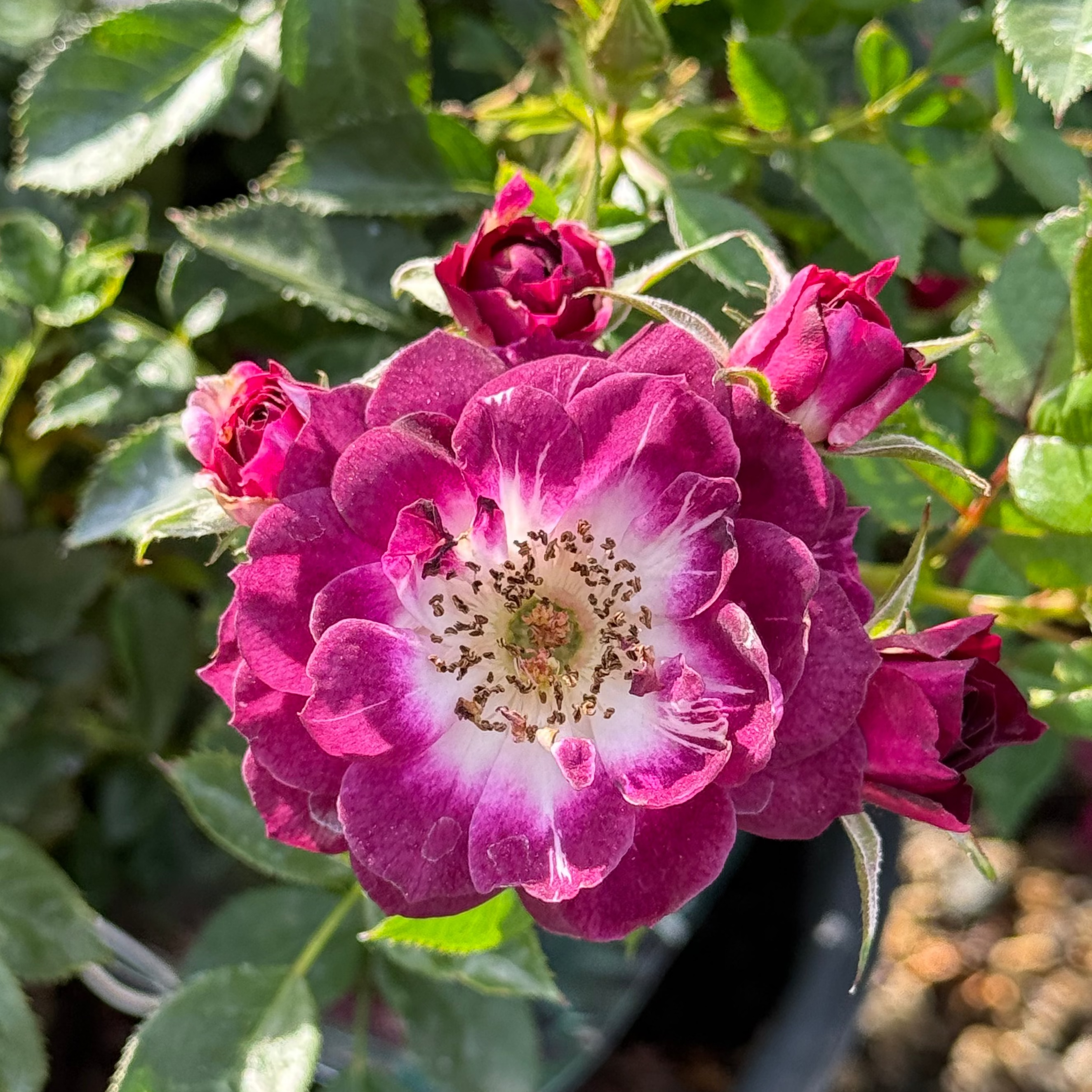 Diamond Eyes™ Potted Rose Bush