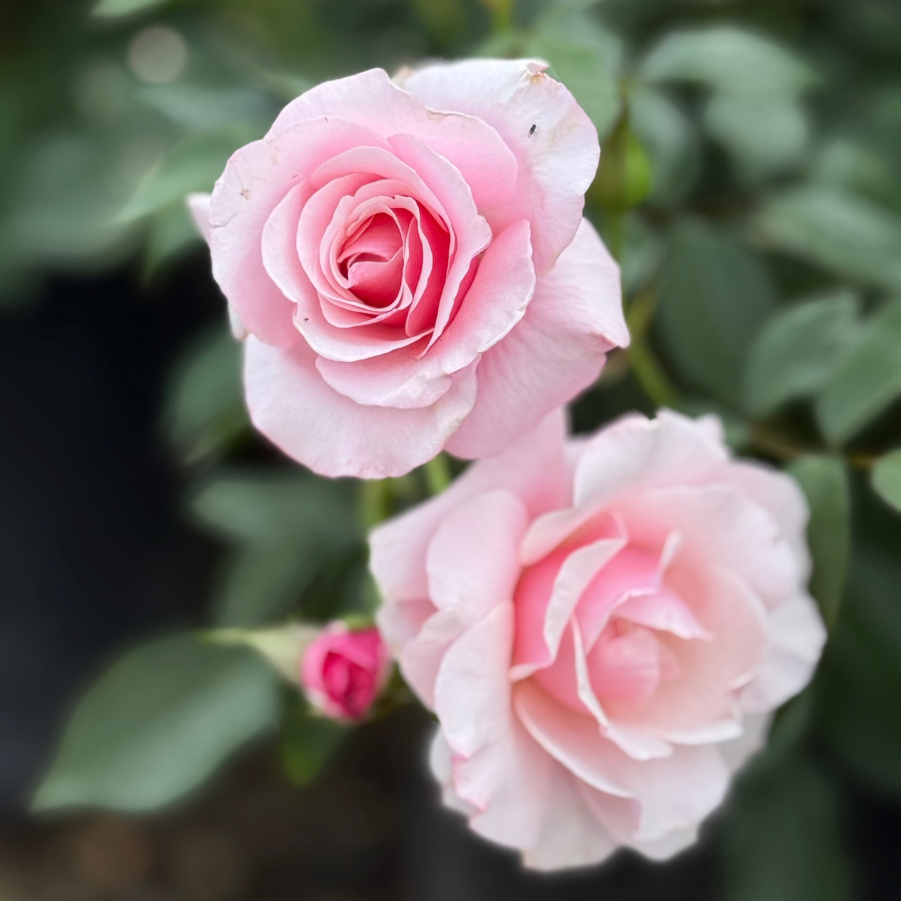 Our Lady Of Guadeloupe™ Potted Rose Bush