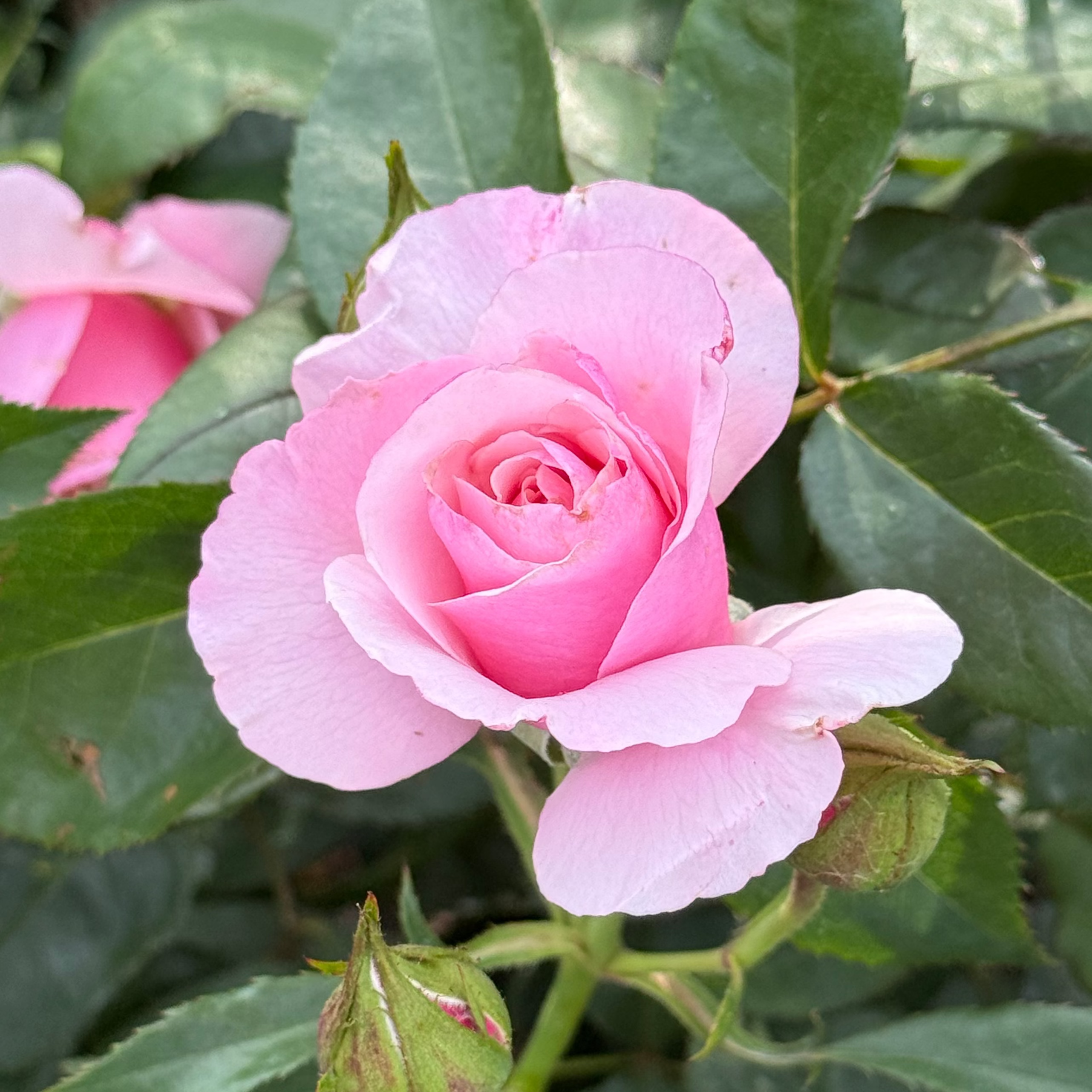 Our Lady Of Guadeloupe™ Potted Rose Bush
