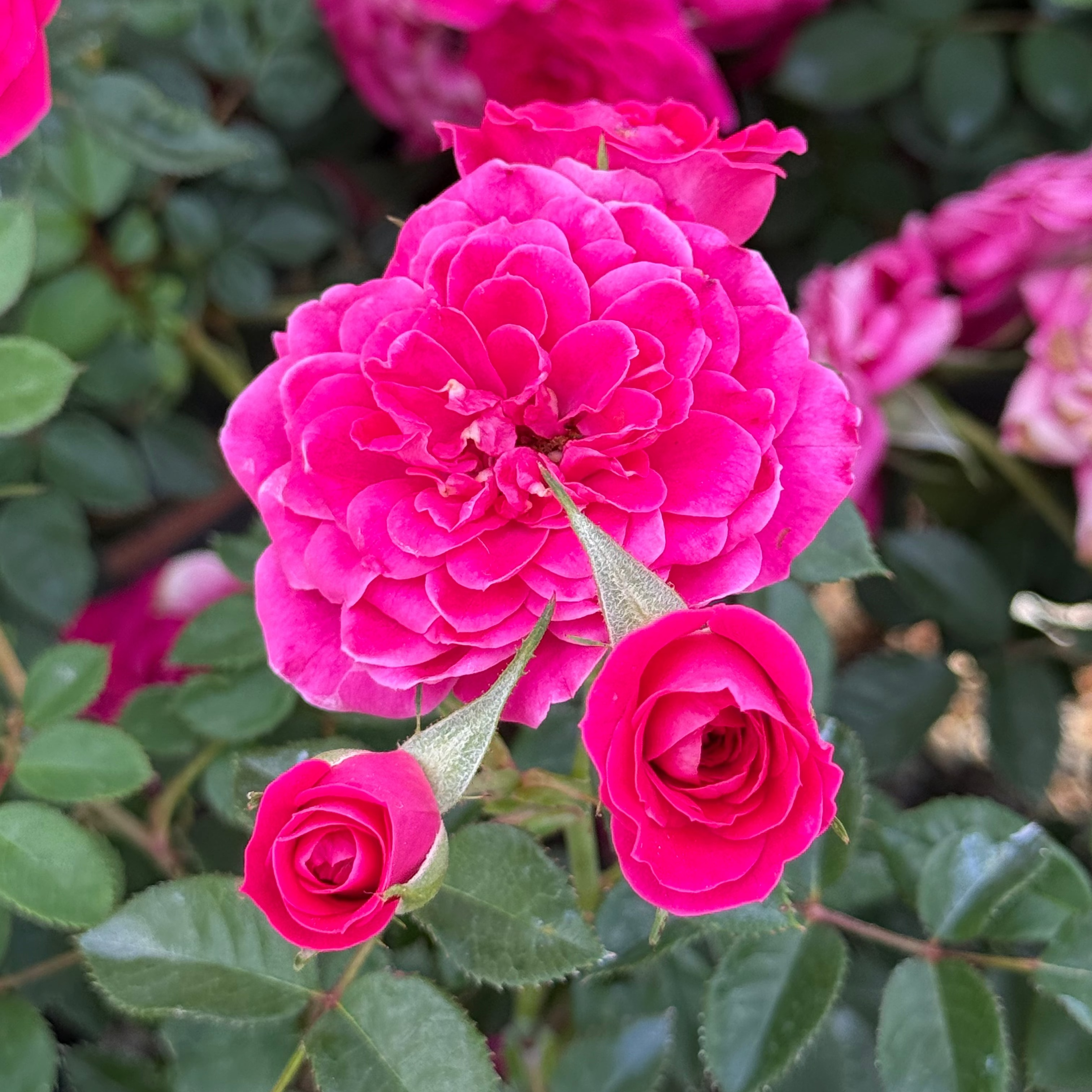 Sunblaze® Dragon Fruit  Potted Rose Bush