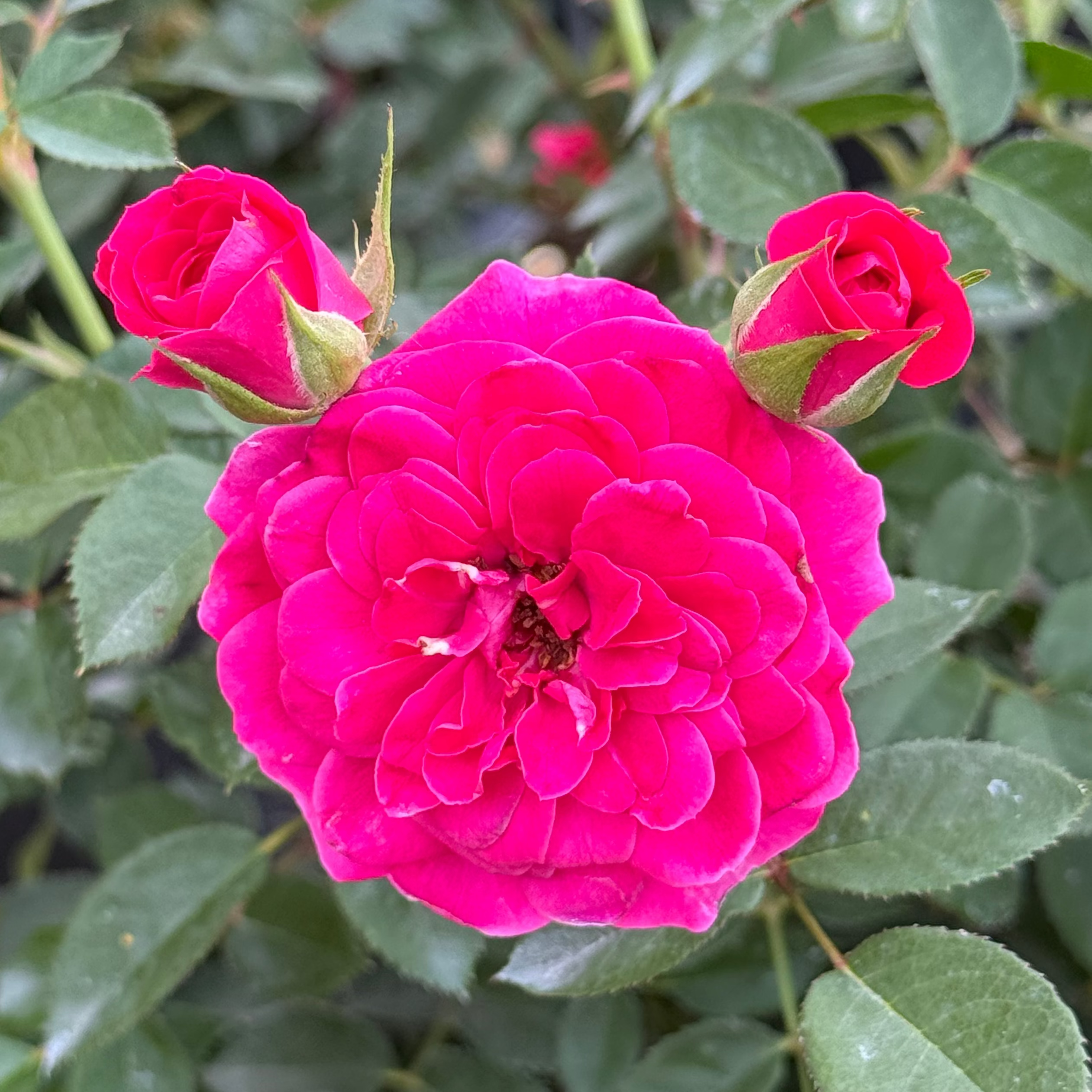Sunblaze® Dragon Fruit  Potted Rose Bush