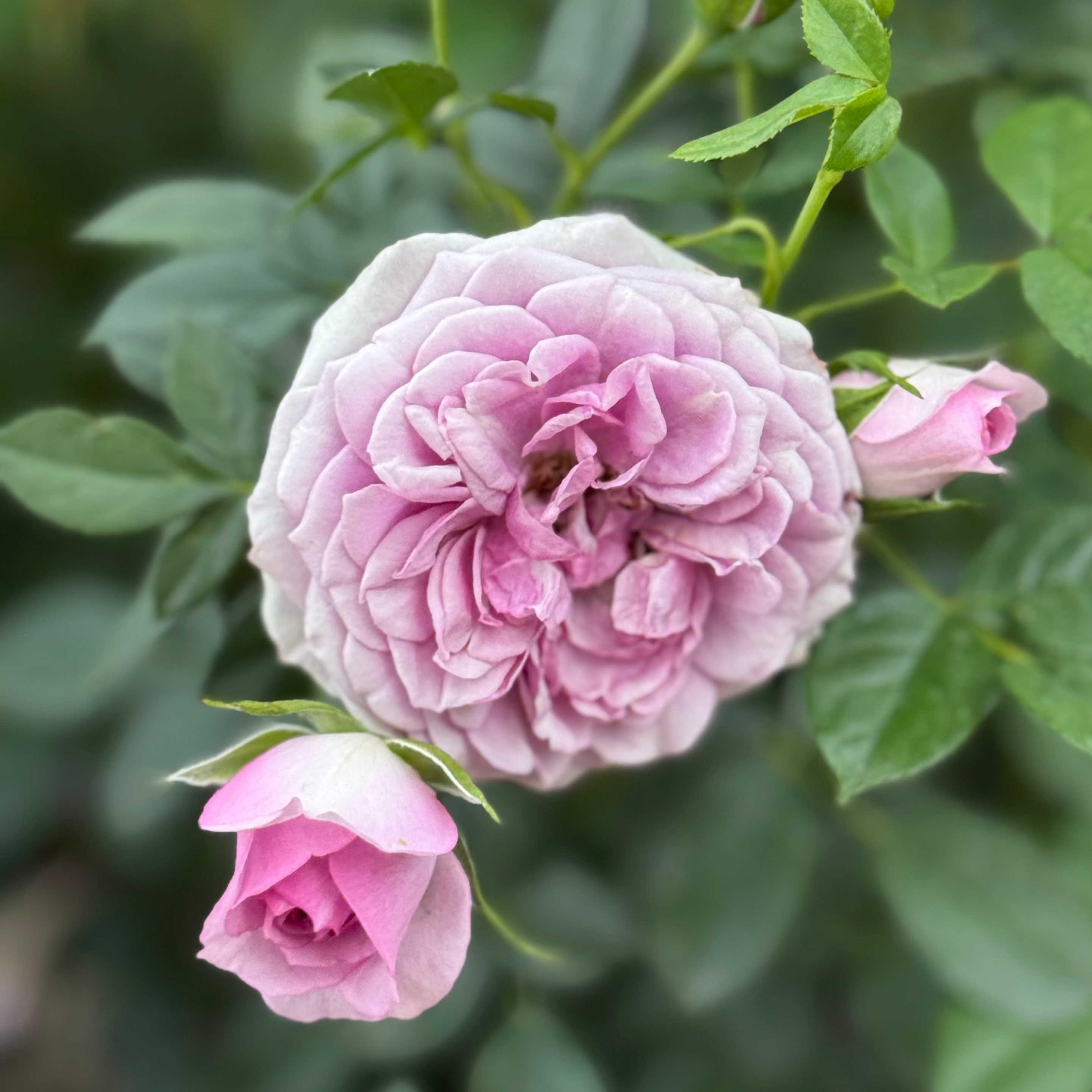 Veranda® Lavender Potted Rose Bush