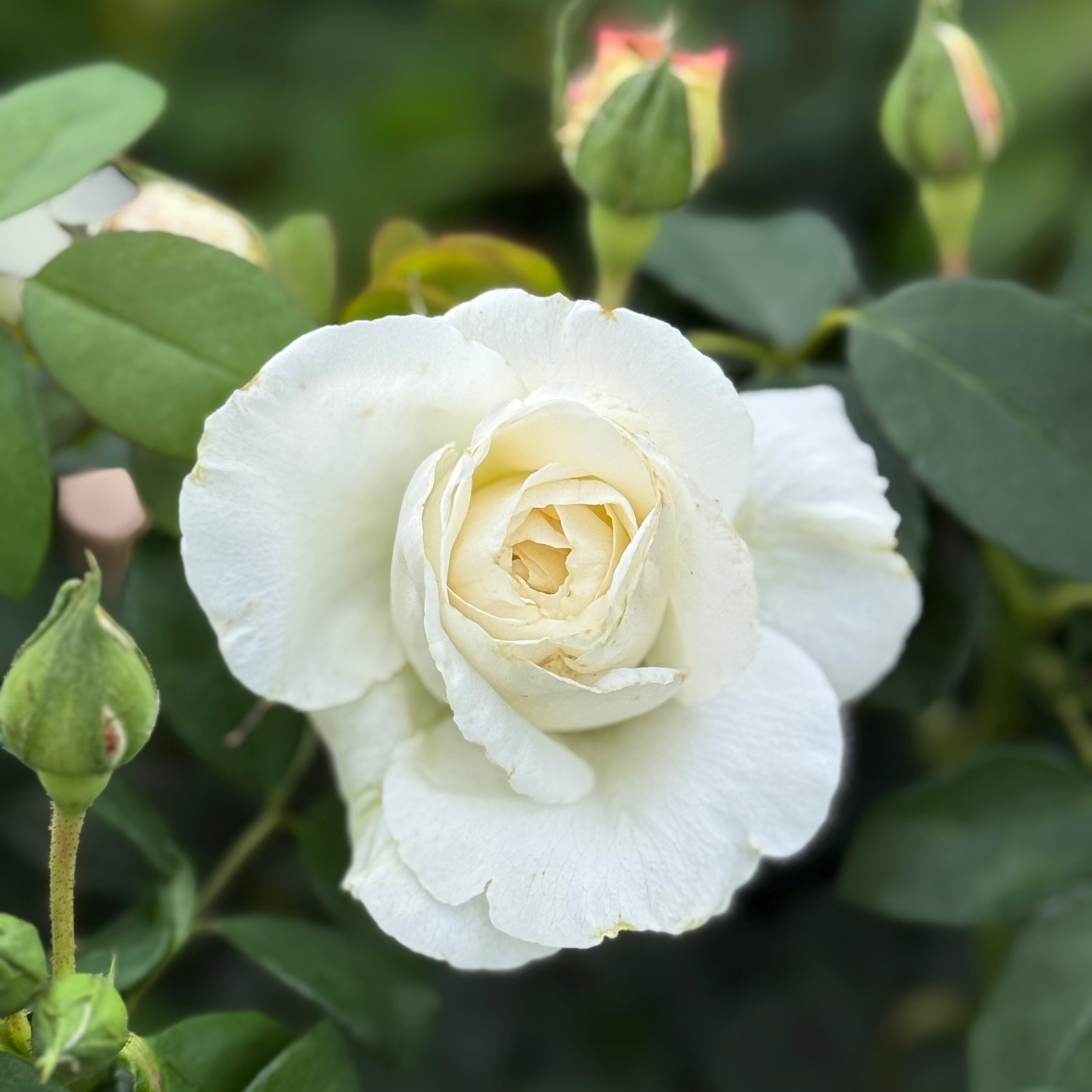 Fairytale Roses® Kosmos® Bare Root Rose Bush