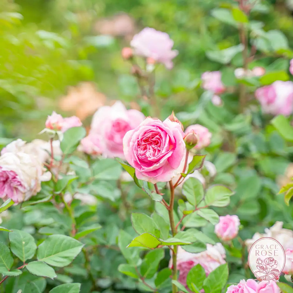 Scentuous™ Bare Root Rose Bush