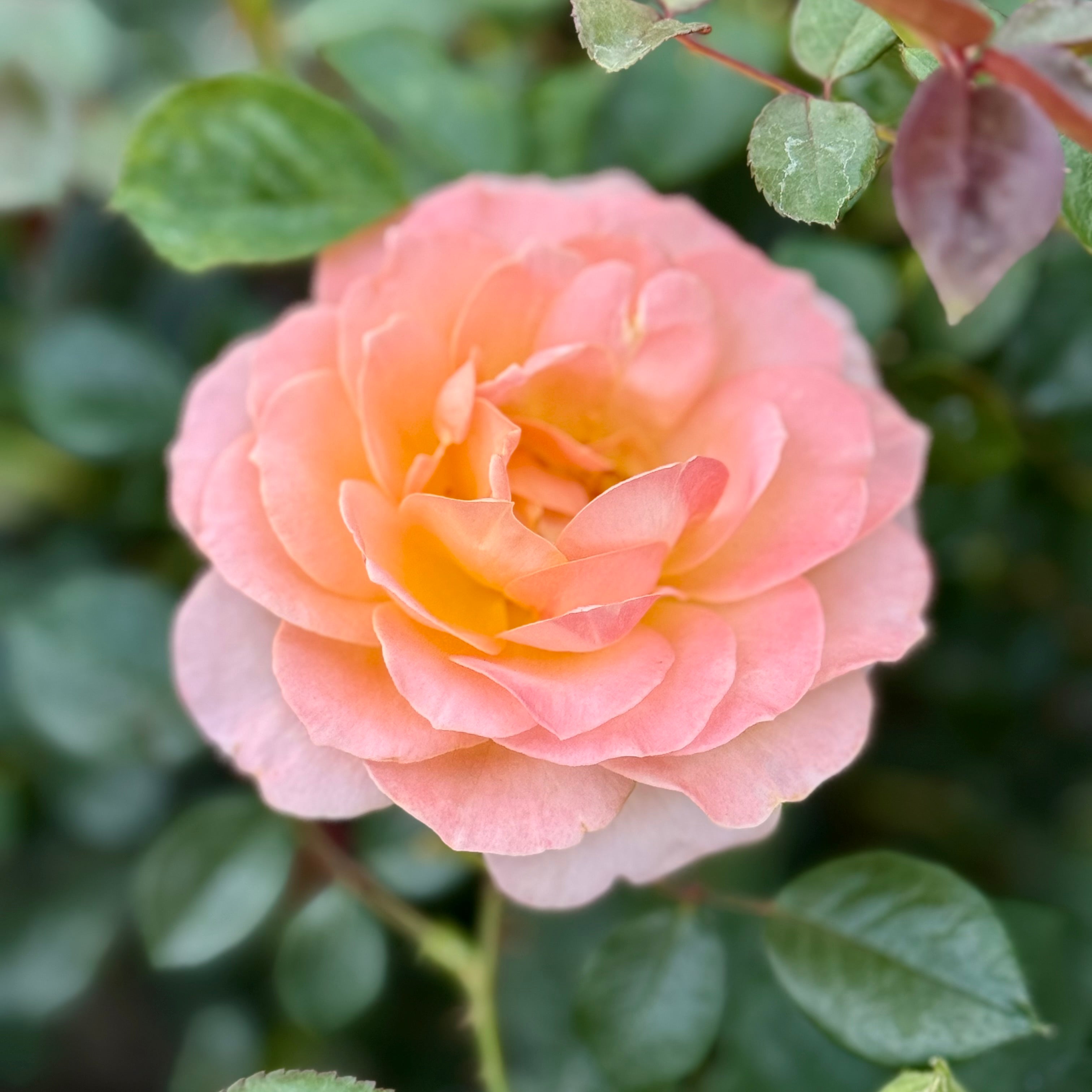 Jump for Joy™ Potted Rose Bush