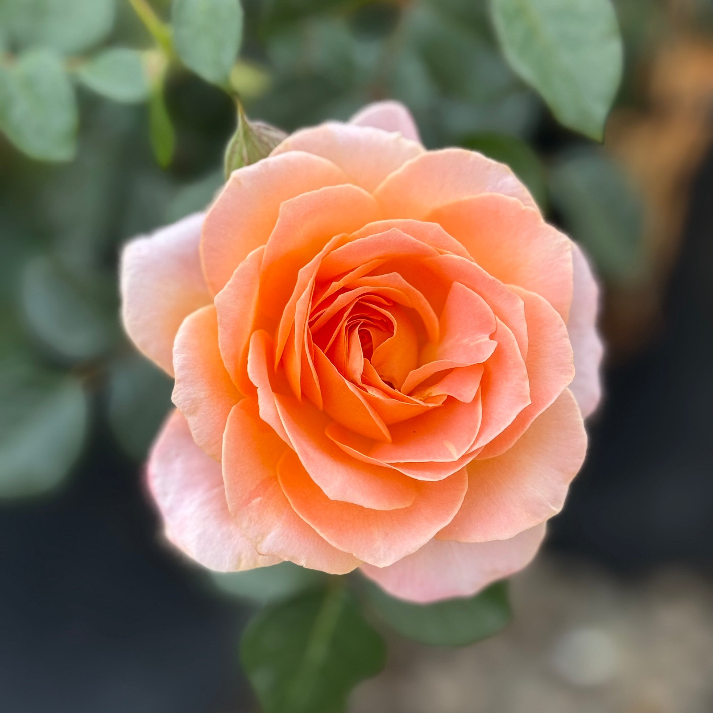Jump for Joy™ Potted Tree Rose