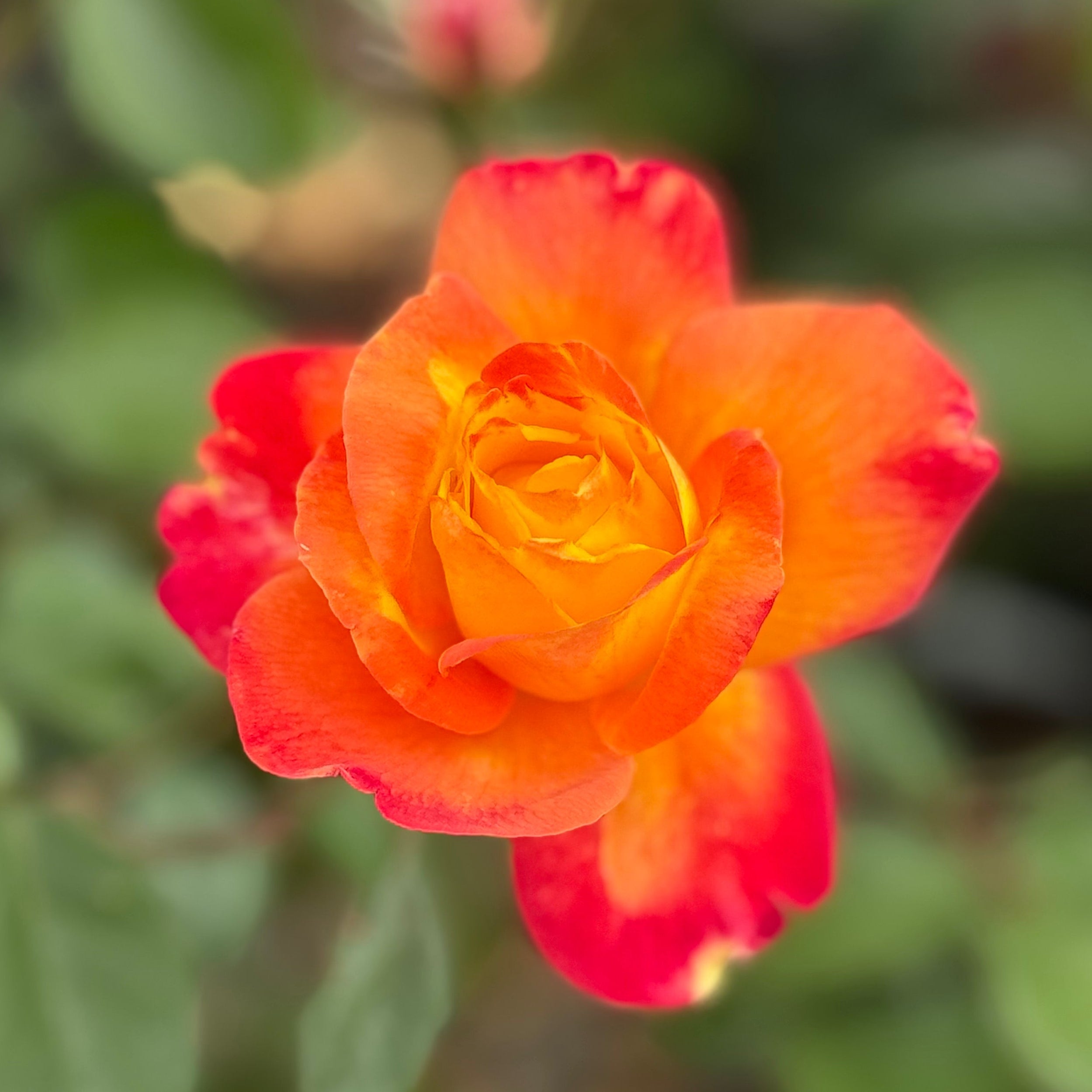 Sunbelt® Garden Flame™  Potted Rose Bush