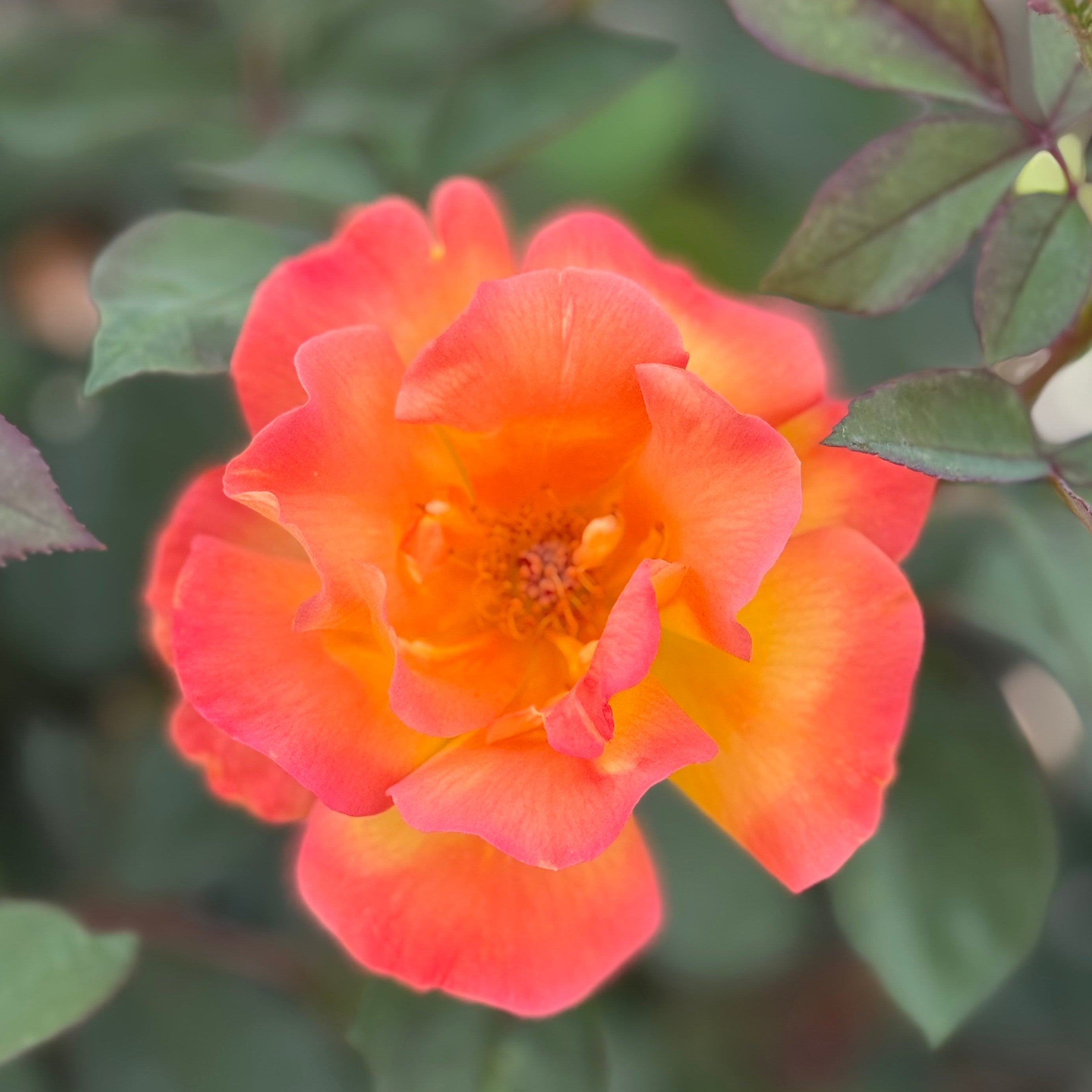 Sunbelt® Garden Flame™  Potted Rose Bush