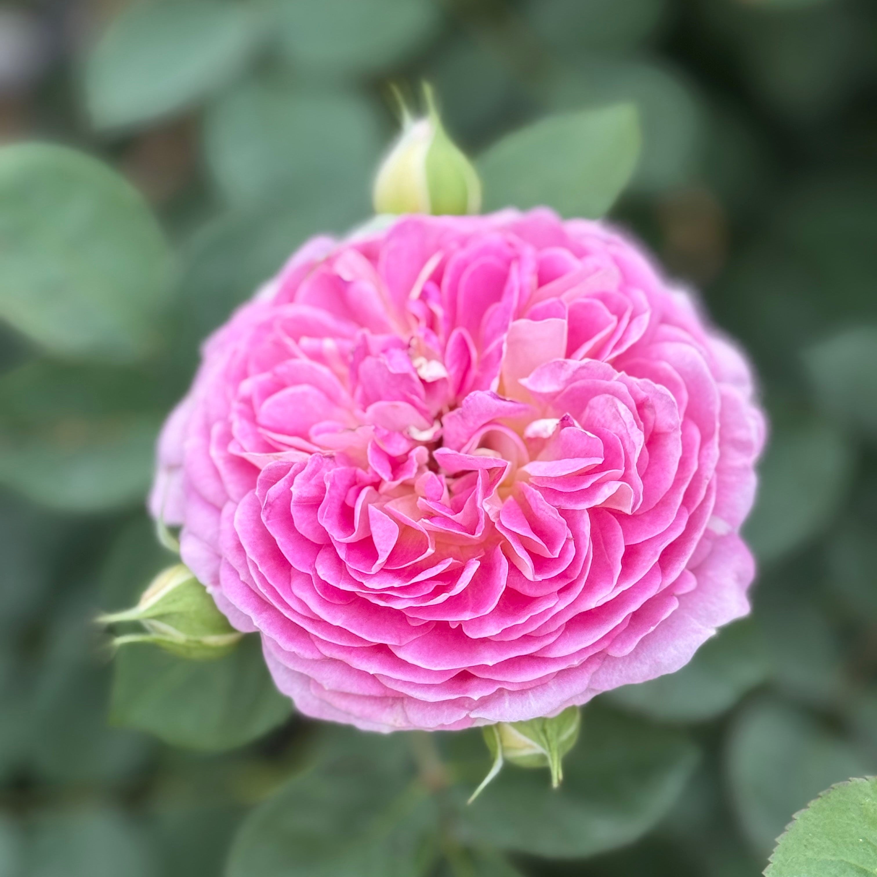 Fashion Forward™ Potted Rose Bush