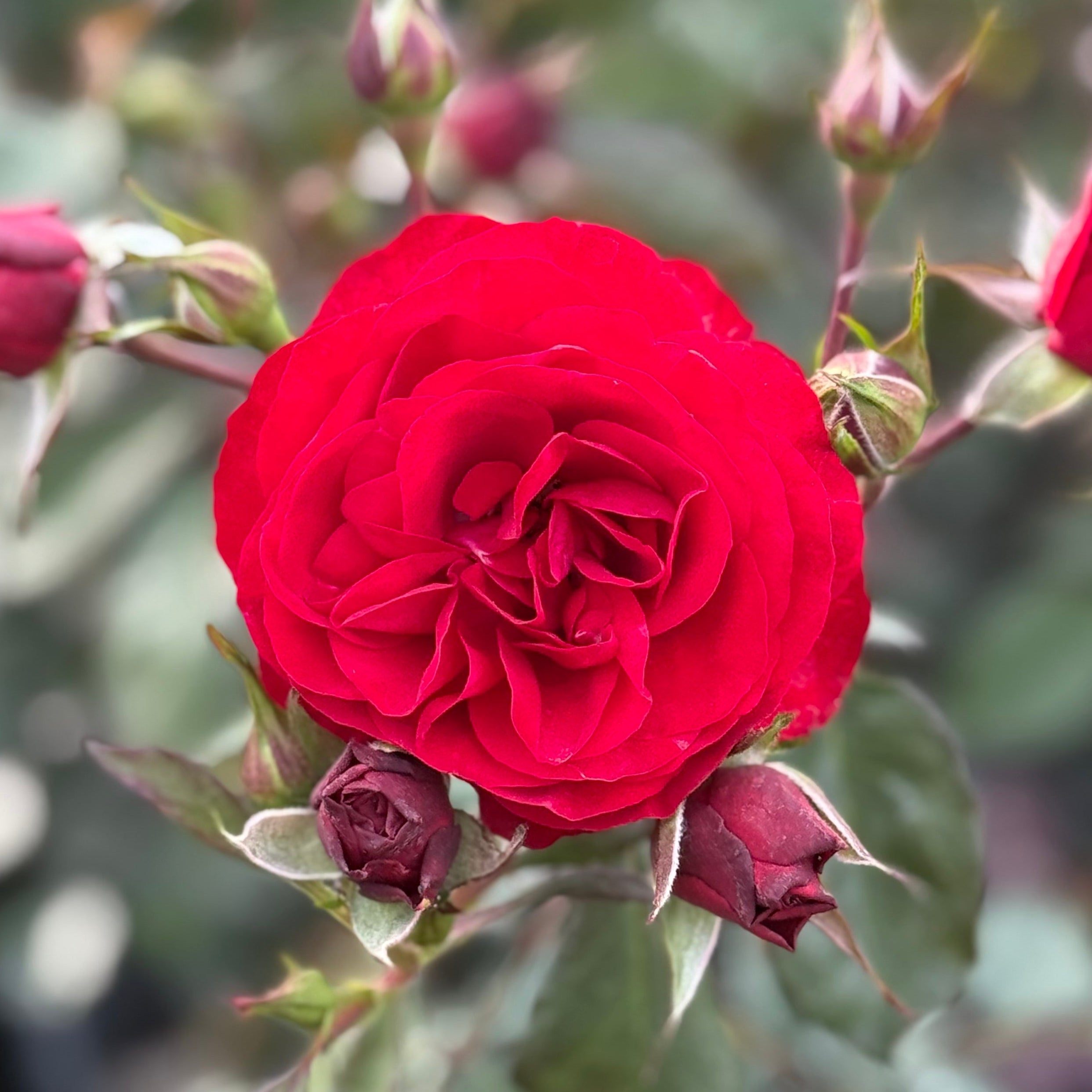 Europeana Potted Rose Bush