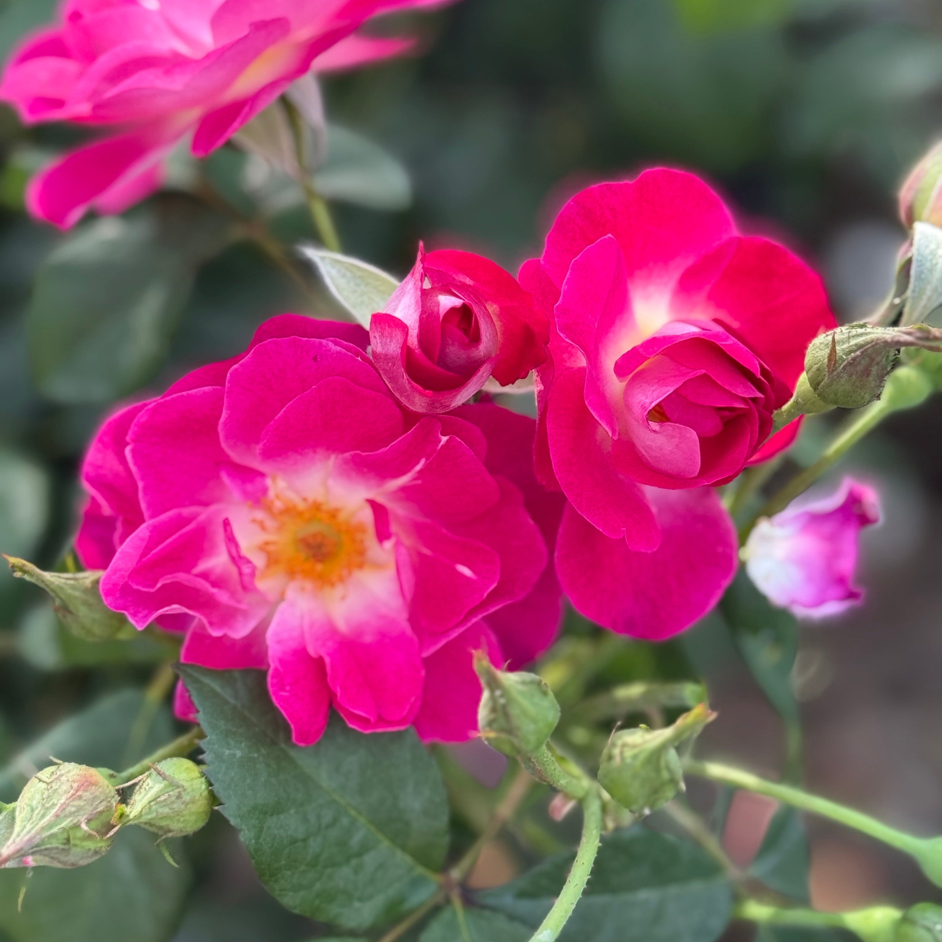 Easy to Please® Potted Tree Rose